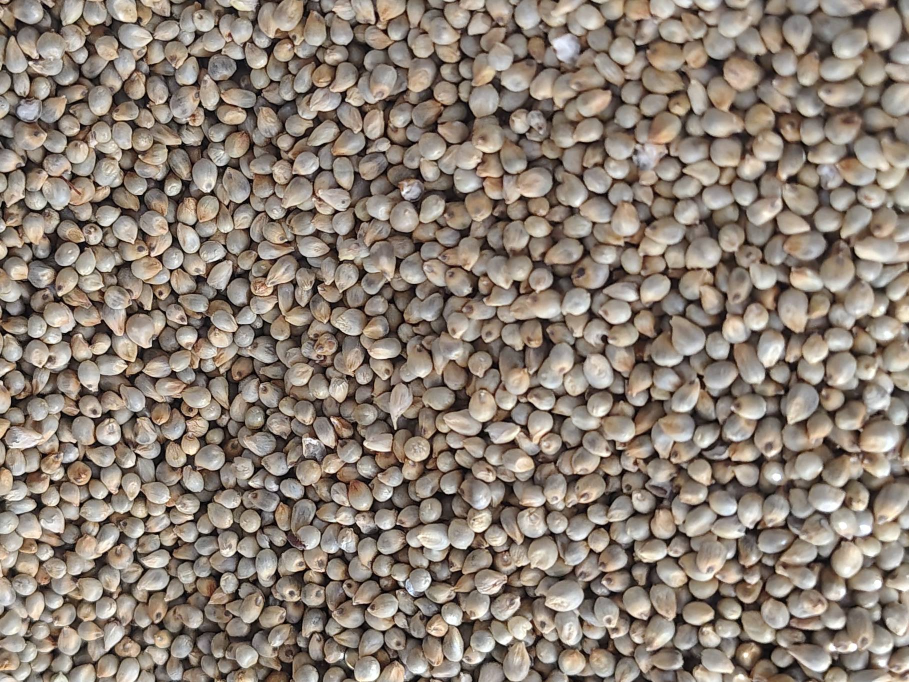 Pearl Millet (Bajra) बिक्री के लिए, छत्रपति संभाजीनगर, महाराष्ट्र