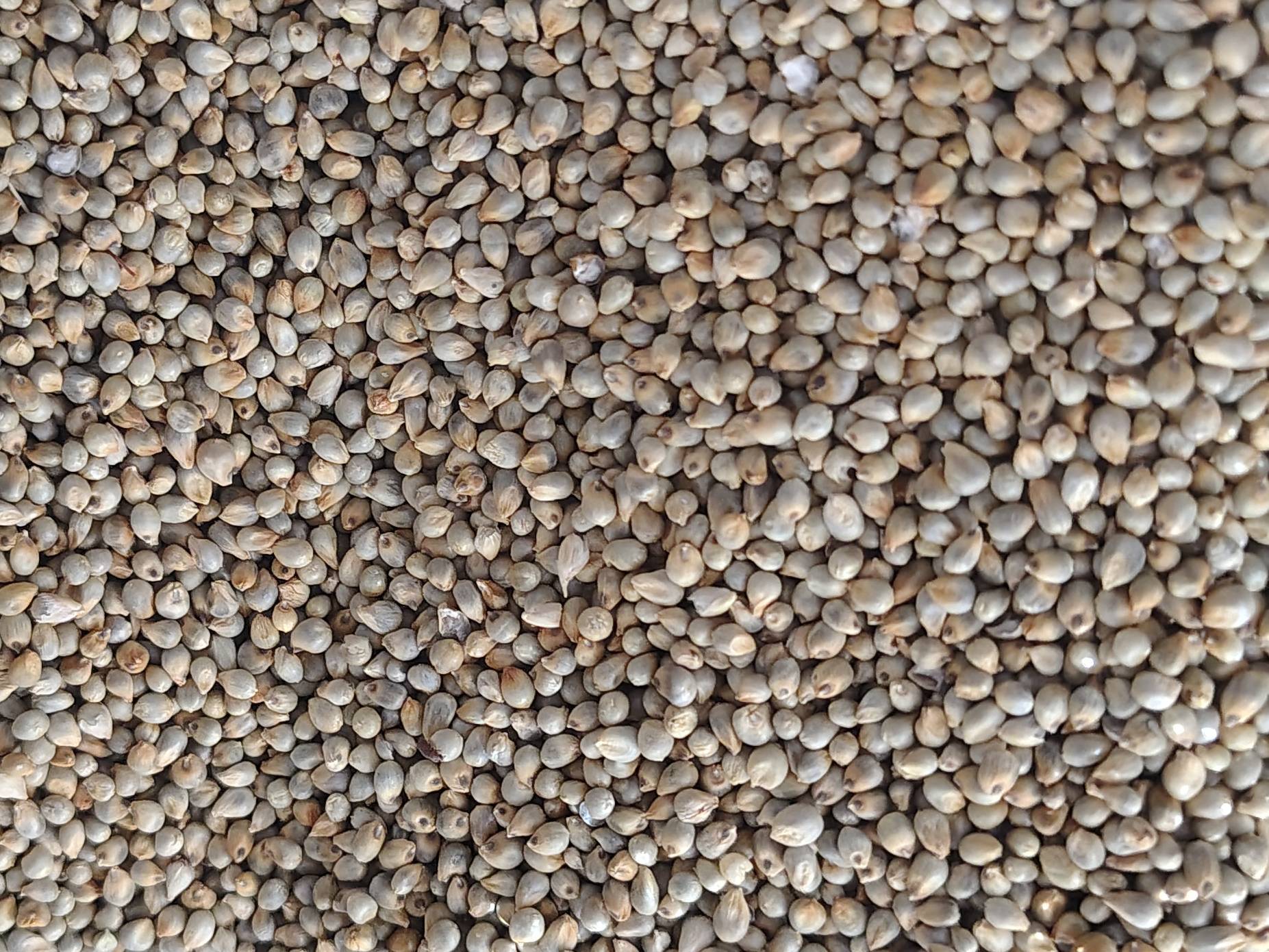 Pearl Millet (Bajra) बिक्री के लिए, छत्रपति संभाजीनगर, महाराष्ट्र