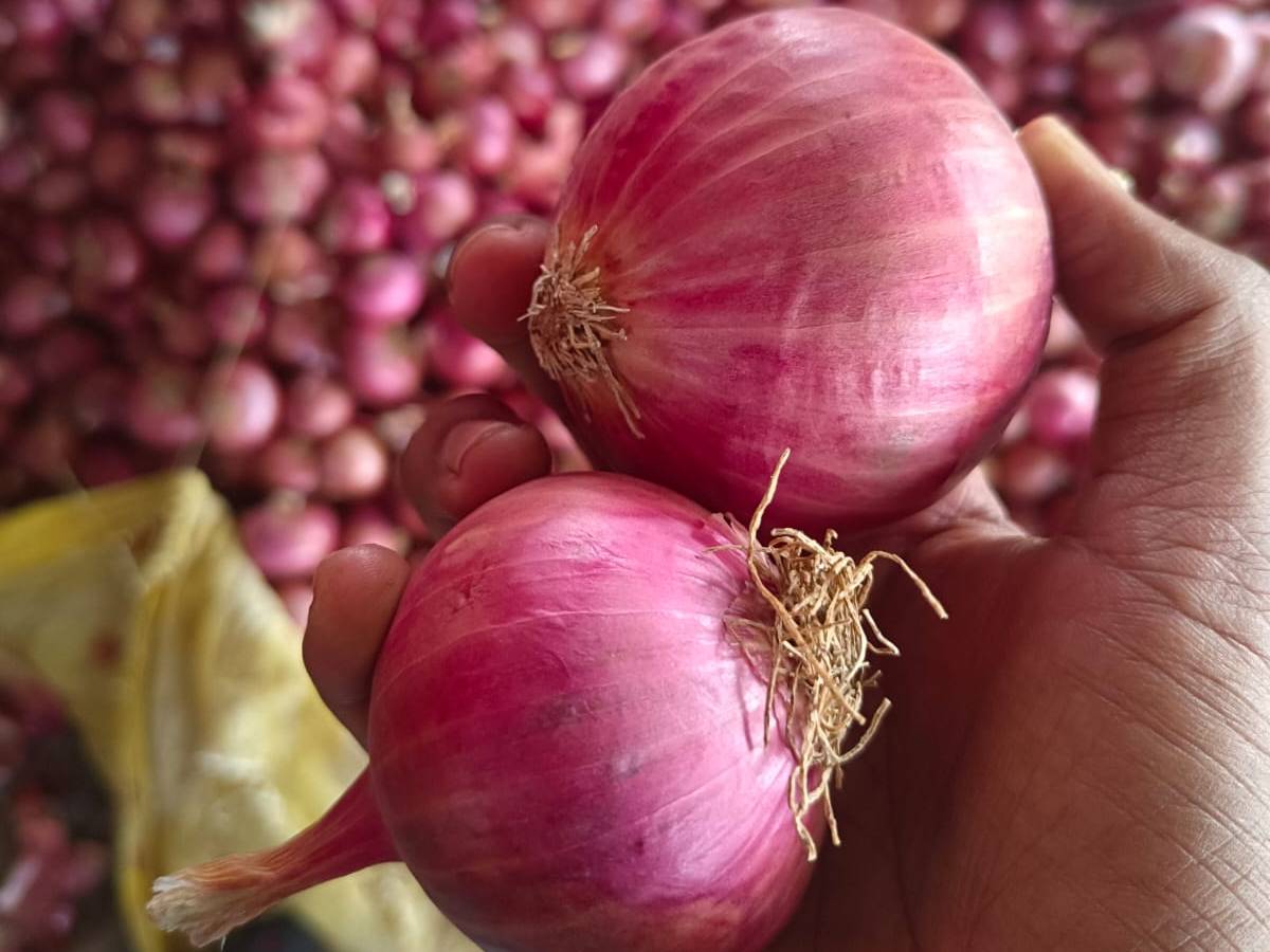 Pink Onion for sale in Nashik, Maharashtra