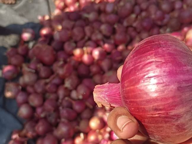 Pink Onion for sale in Nashik, Maharashtra