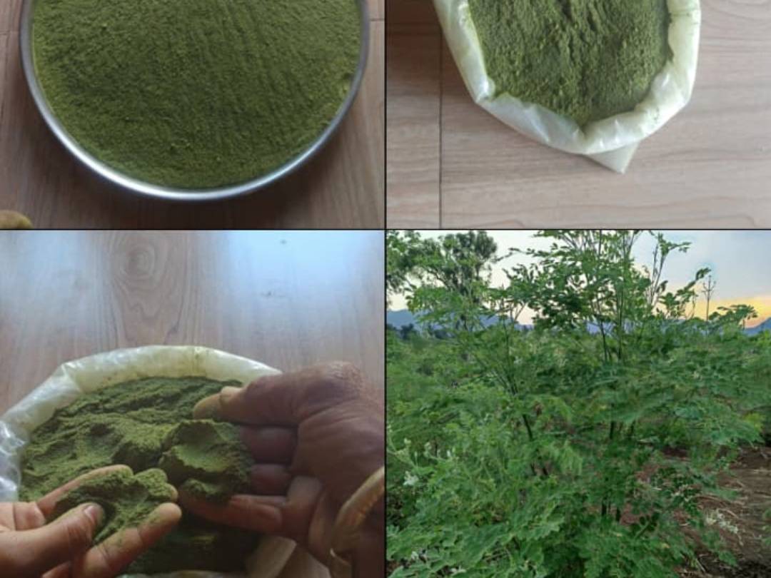 Moringa Leaf Powder बिक्री के लिए, सातारा, महाराष्ट्र