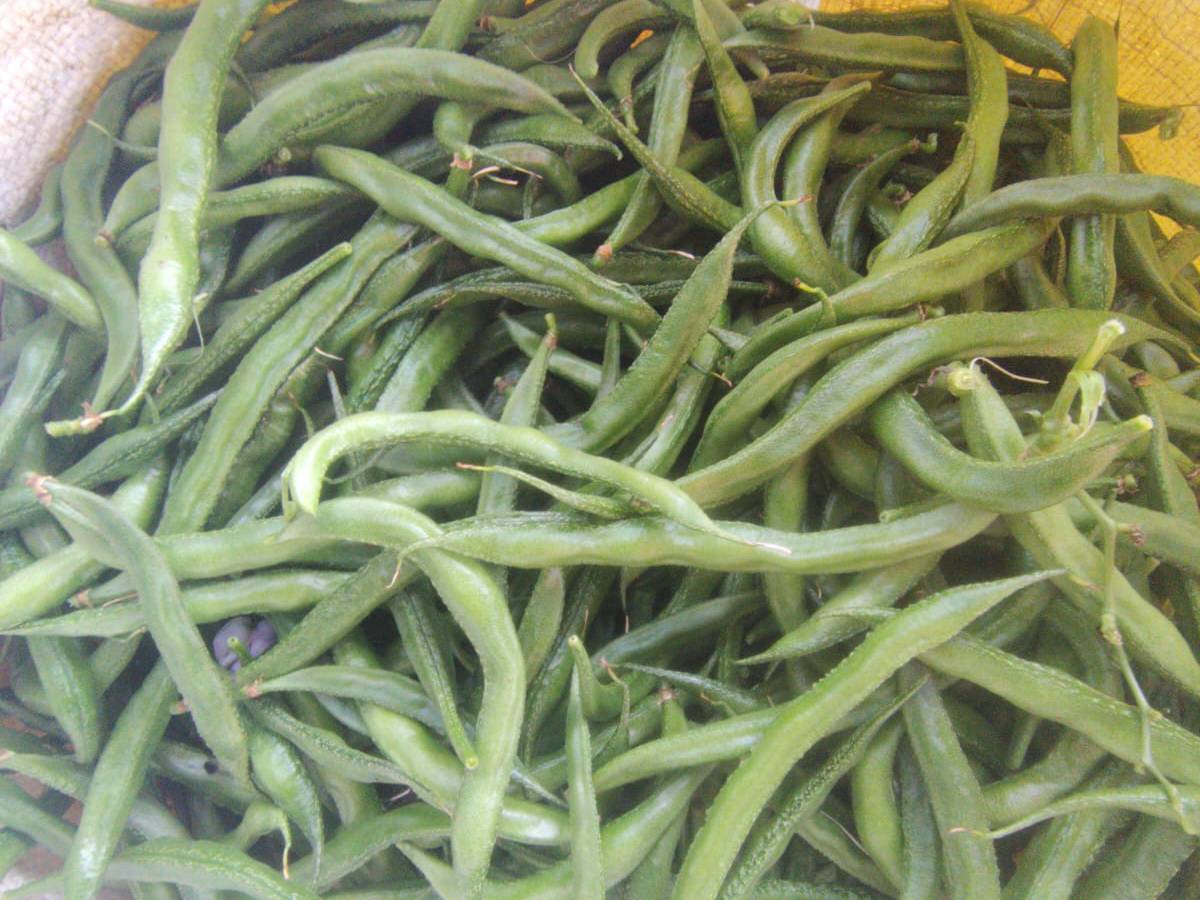 Broad Beans for sale in Chhatrapati Sambhajinagar, Maharashtra