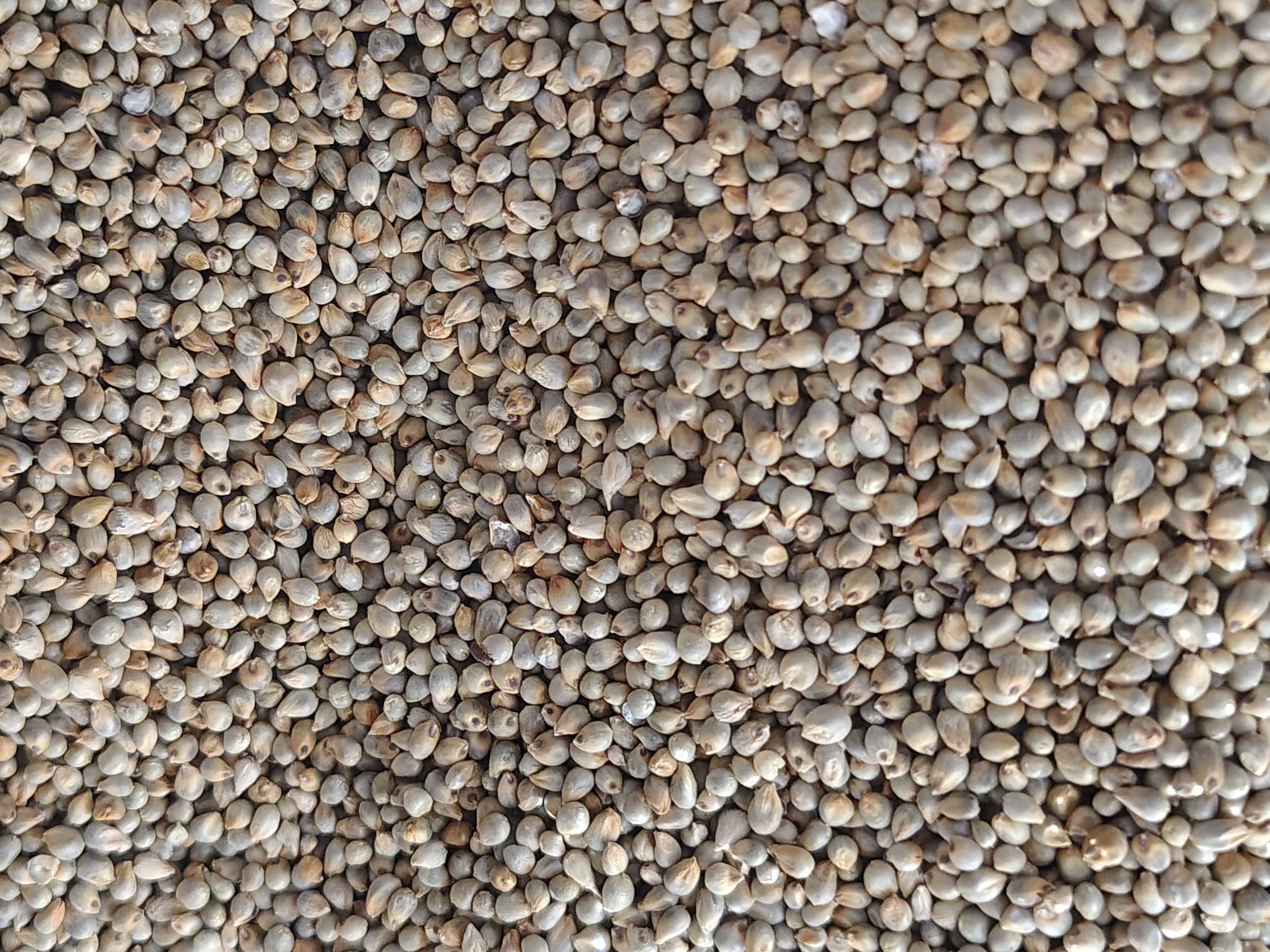 Pearl Millet (Bajra) विक्रीसाठी, छत्रपती संभाजीनगर, महाराष्ट्र