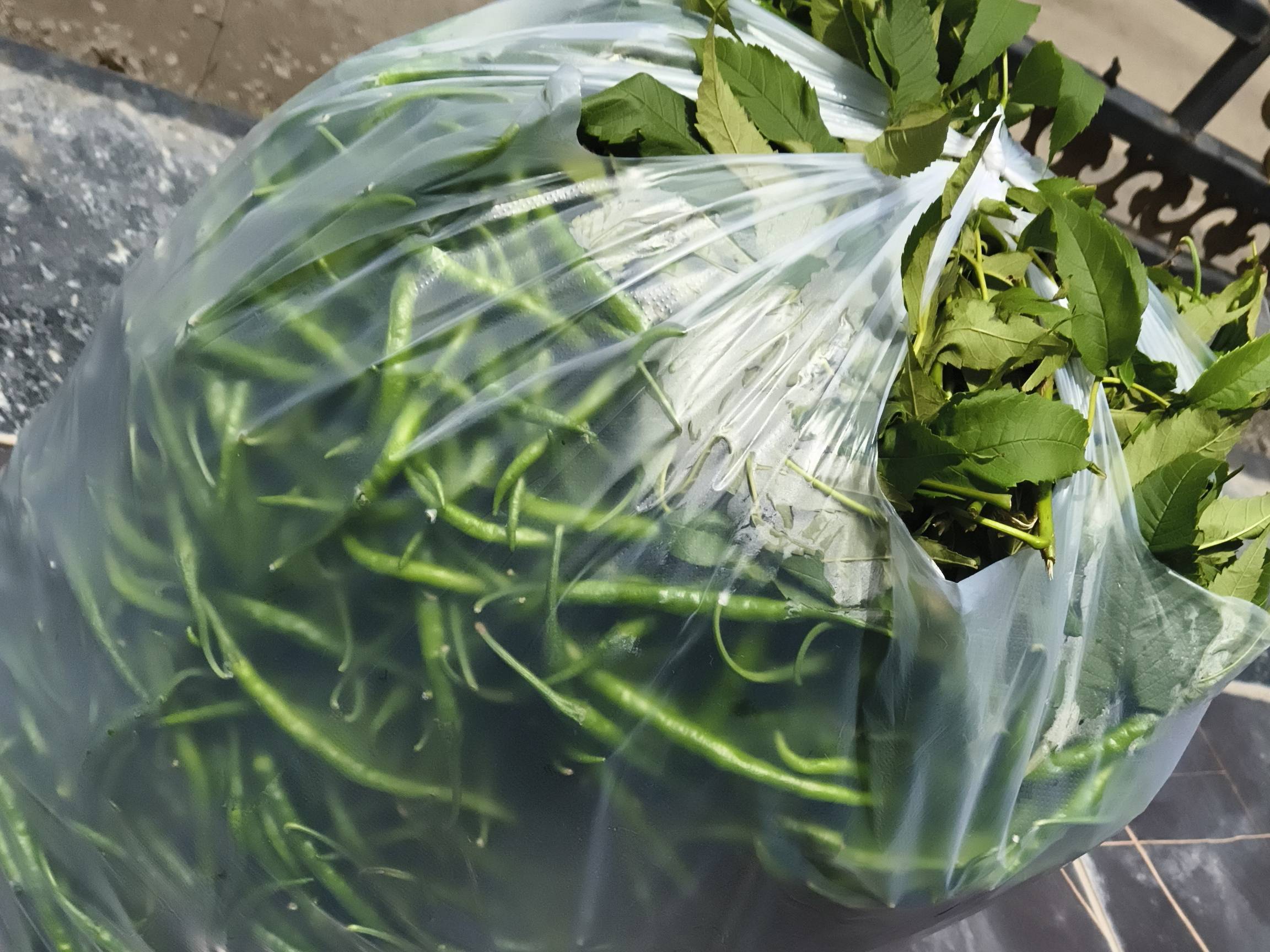Green Chilli for sale in Satara, Maharashtra