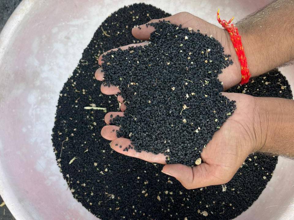 Pink Onion Seeds बिक्री के लिए, छत्रपति संभाजीनगर, महाराष्ट्र