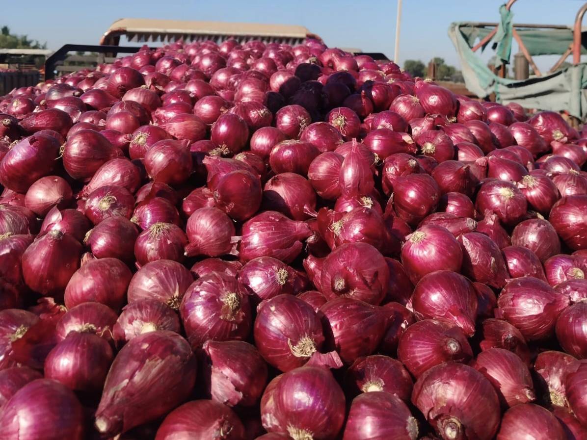 Onion Seeds Pink Onion Seeds