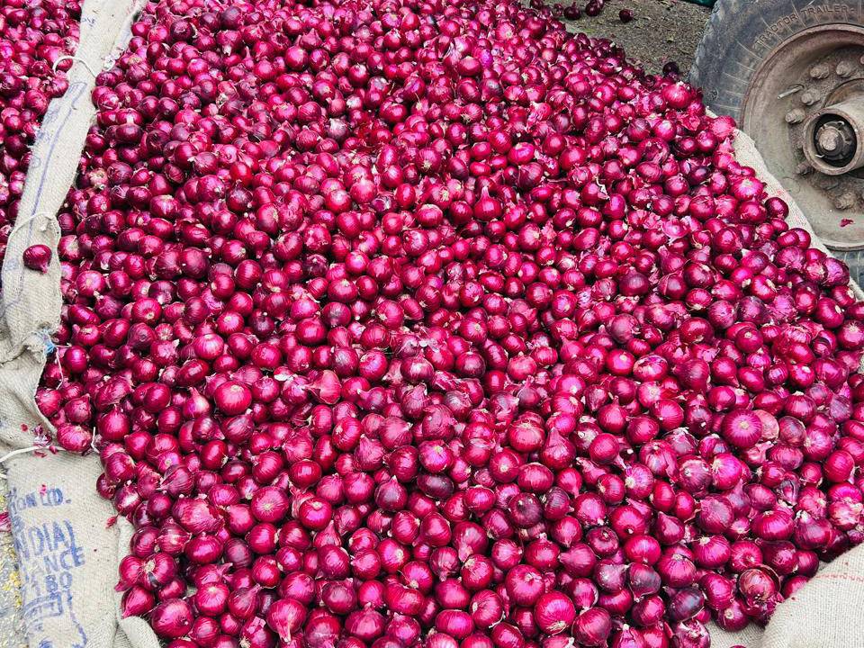 Pink Onion Seeds बिक्री के लिए, छत्रपति संभाजीनगर, महाराष्ट्र