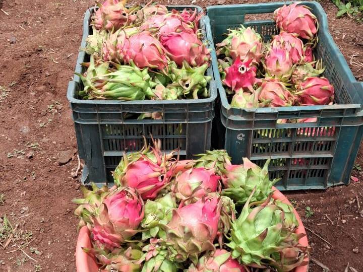Red Dragon Fruit विक्रीसाठी, सांगली, महाराष्ट्र