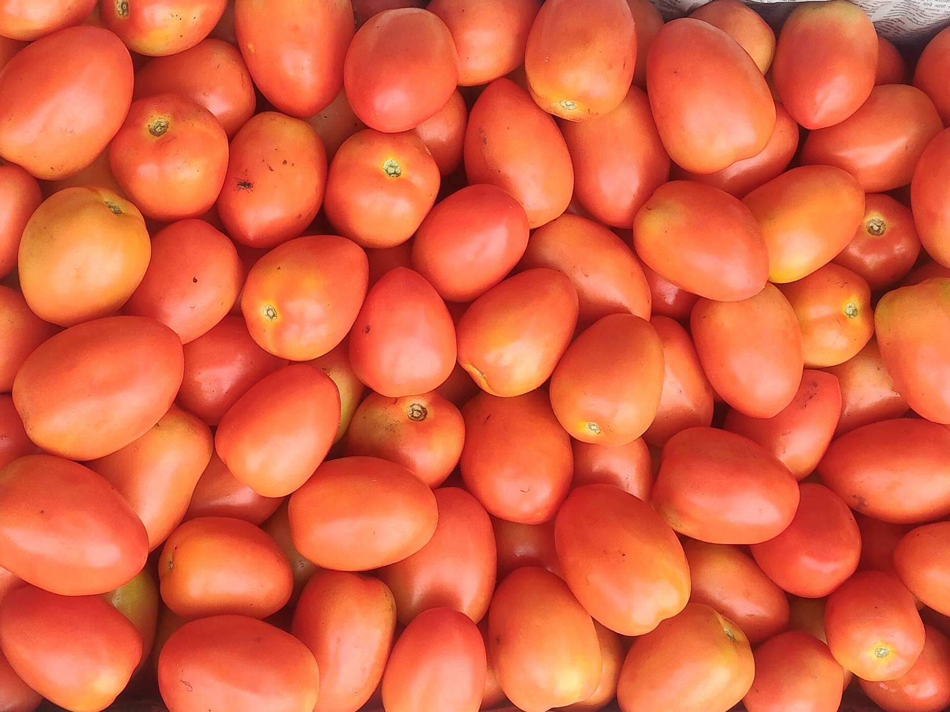 Atharva Tomato for sale in Satara, Maharashtra