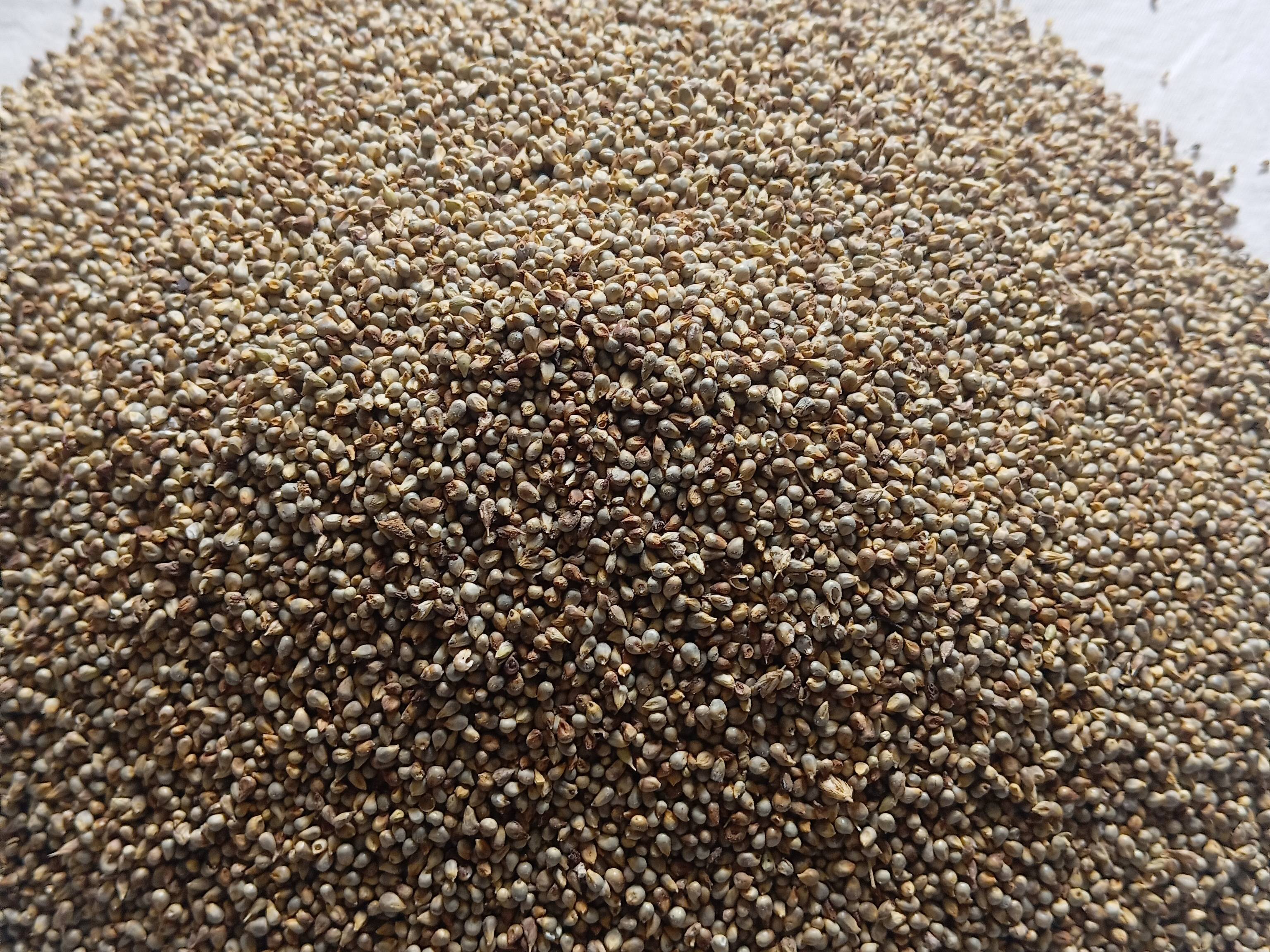 Pearl Millet (Bajra) विक्रीसाठी, राजस्थान
