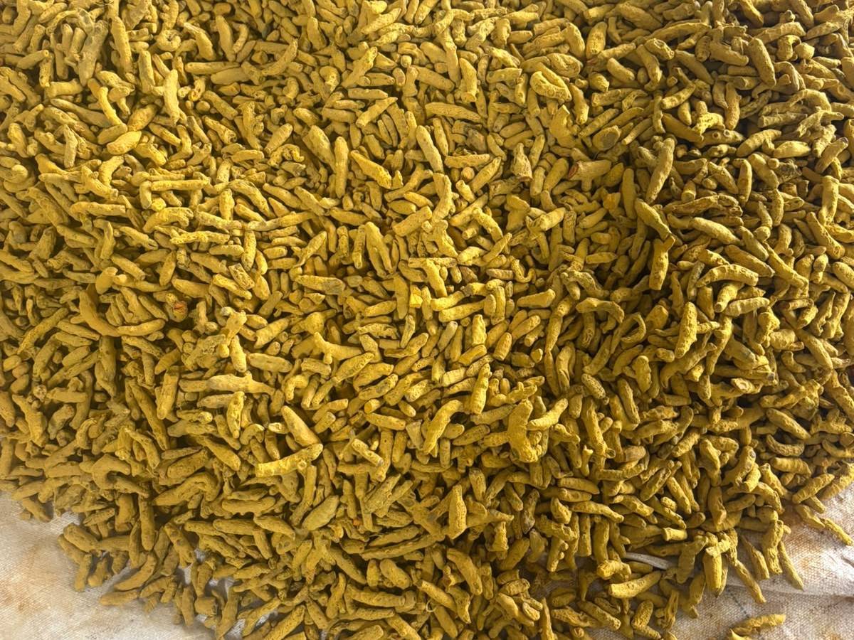 Turmeric Alleppey Finger