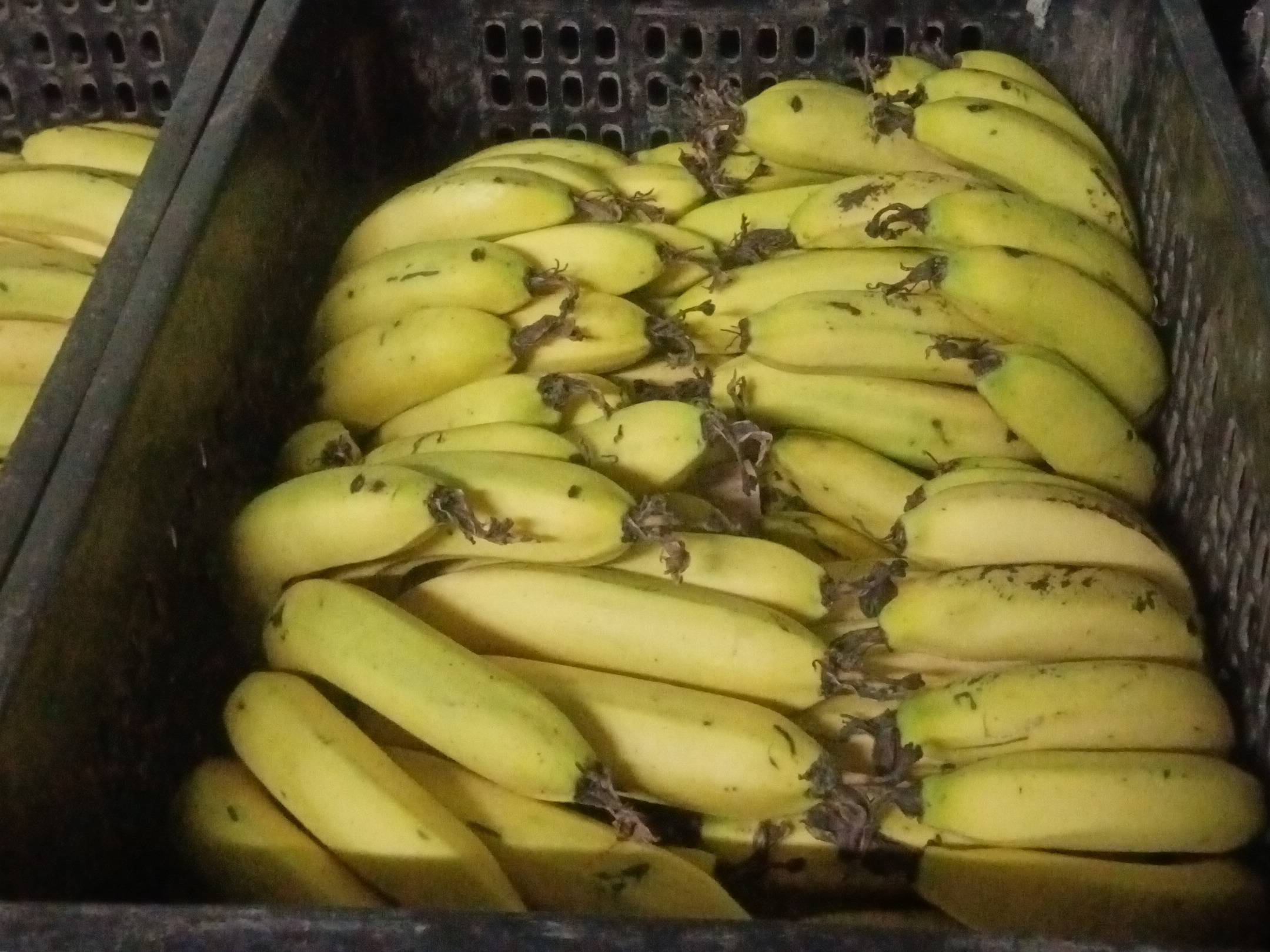 Green Banana विक्रीसाठी, लातूर, महाराष्ट्र