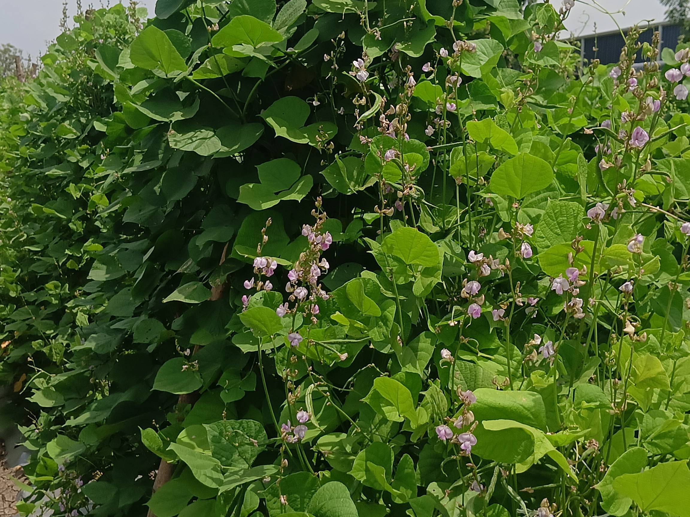 Broad Beans विक्रीसाठी, यवतमाळ, महाराष्ट्र