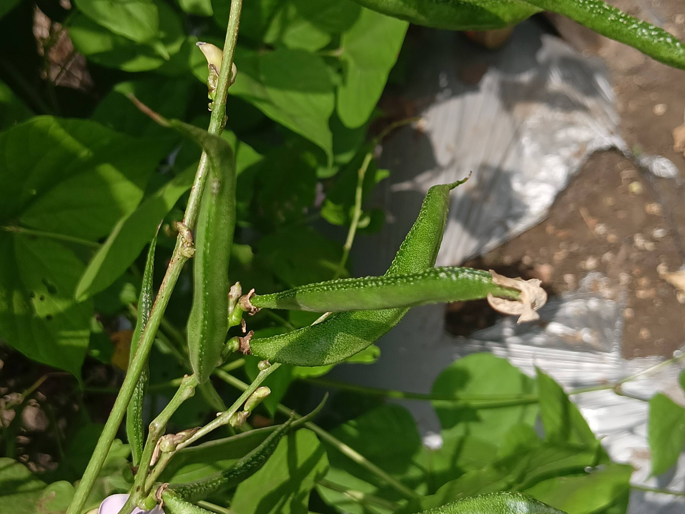 Broad Beans विक्रीसाठी, यवतमाळ, महाराष्ट्र