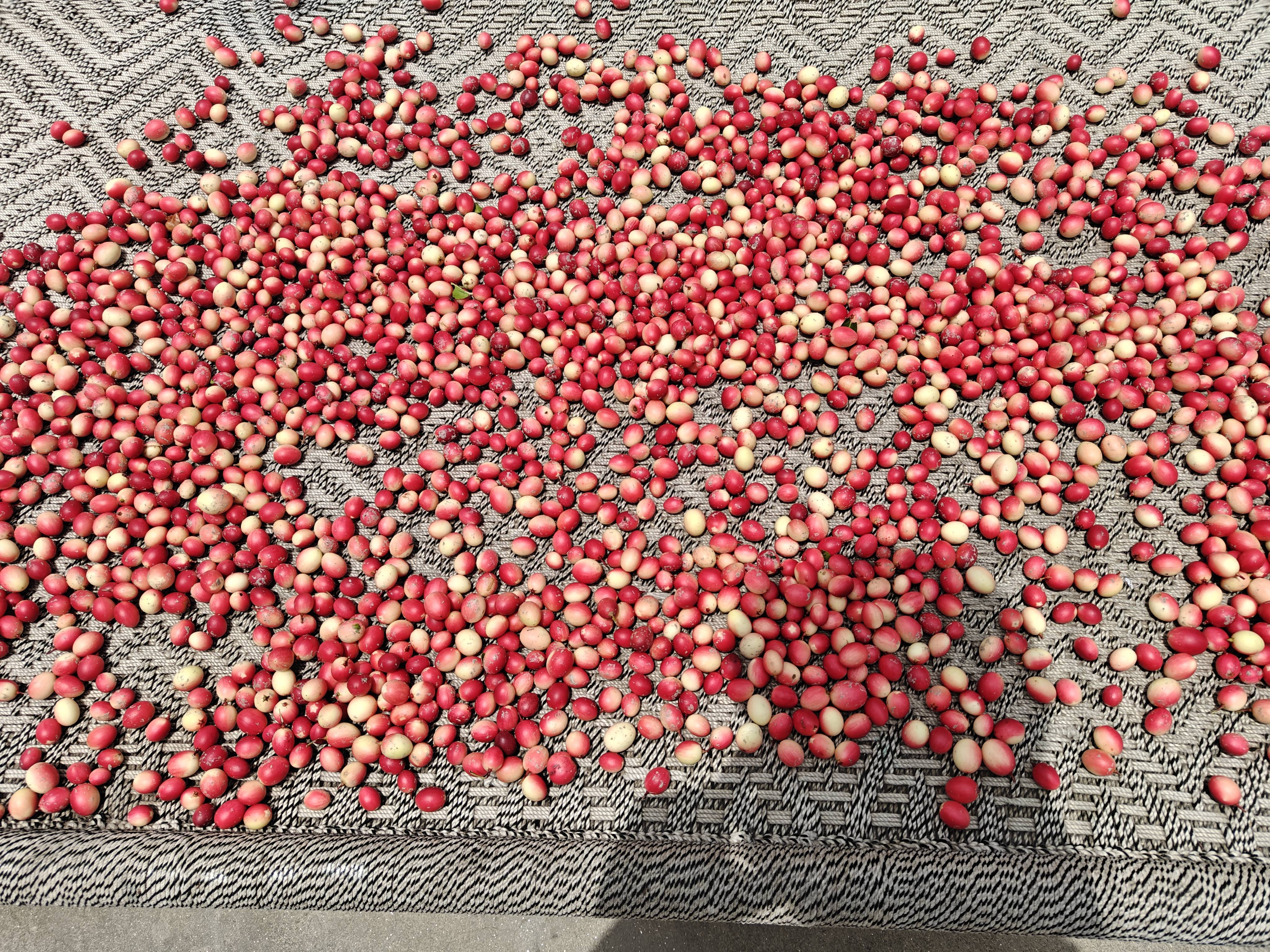 Karonda for sale in Muzaffarnagar, Uttar Pradesh