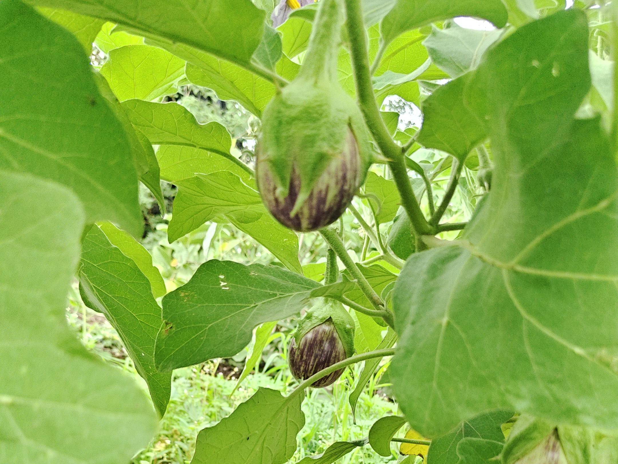 Striped Brinjal (purple) for sale in Satara, Maharashtra