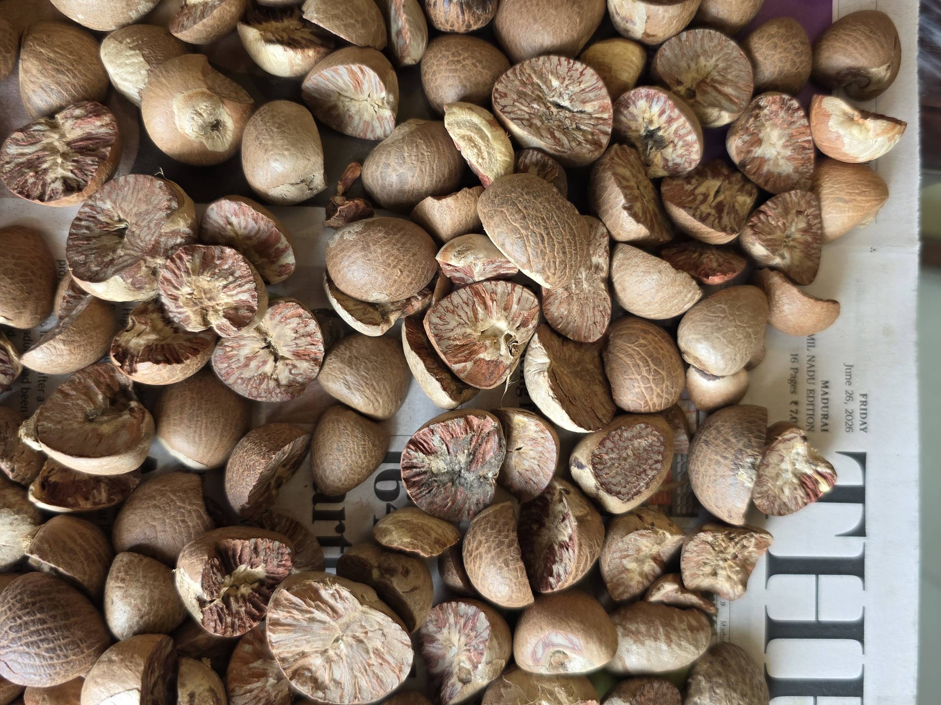 Arecanut विक्रीसाठी, नाशिक, महाराष्ट्र