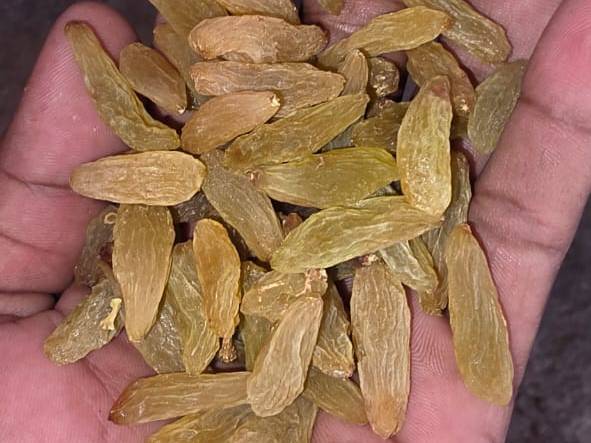 Anab-e-Shahi Raisins बिक्री के लिए, सोलापुर, महाराष्ट्र