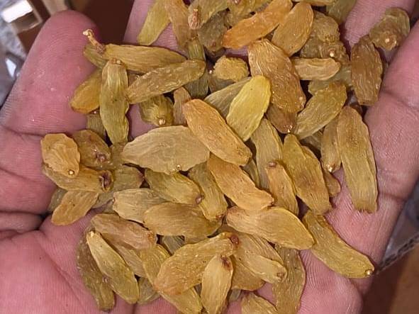 Anab-e-Shahi Raisins बिक्री के लिए, सोलापुर, महाराष्ट्र