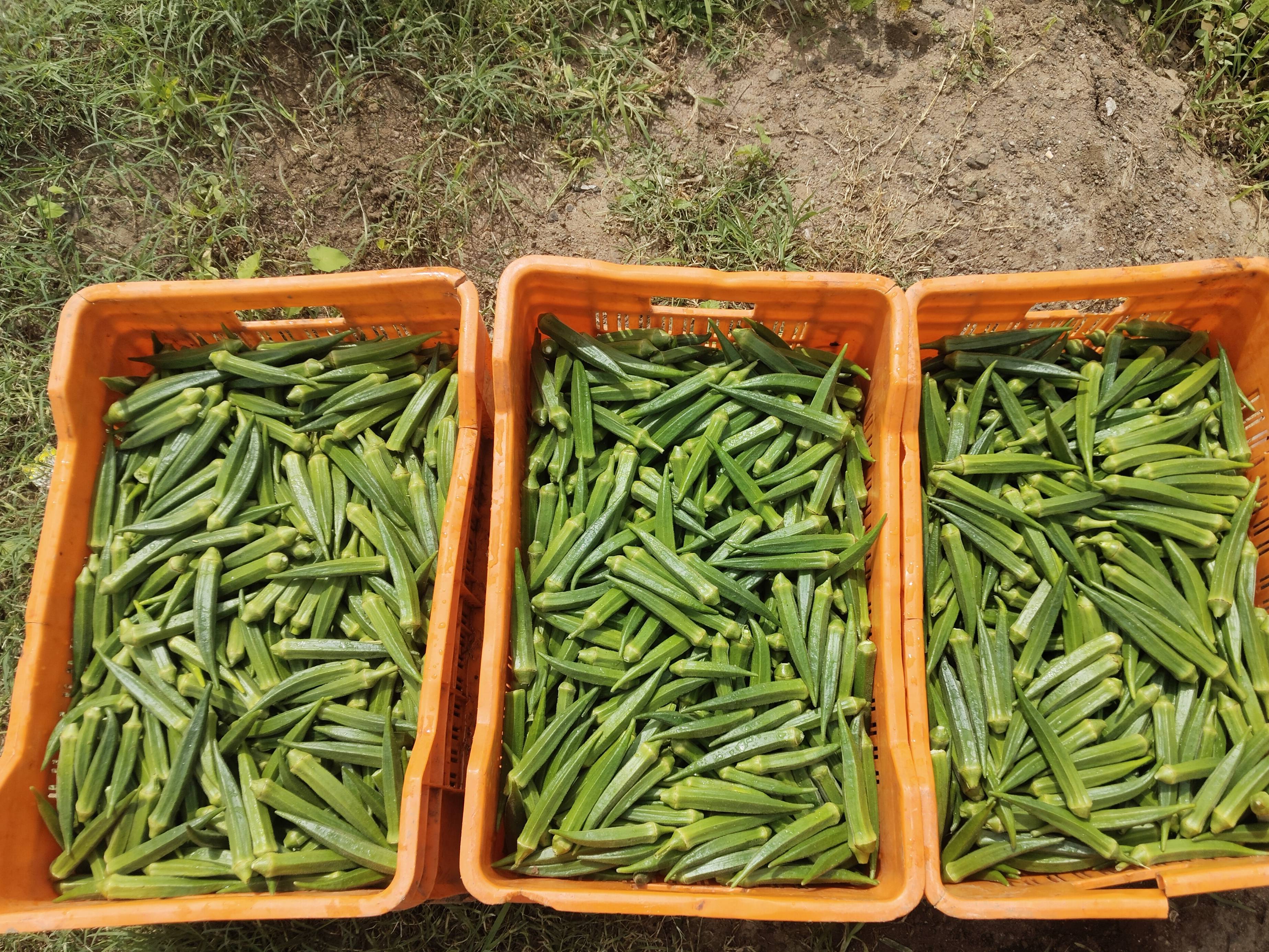 Radhika विक्रीसाठी, नाशिक, महाराष्ट्र