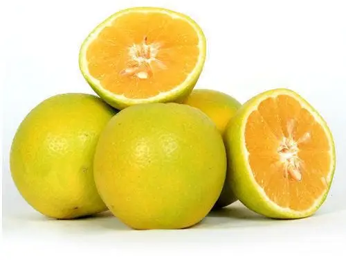 Golden Mousambi for sale in Amravati, Maharashtra