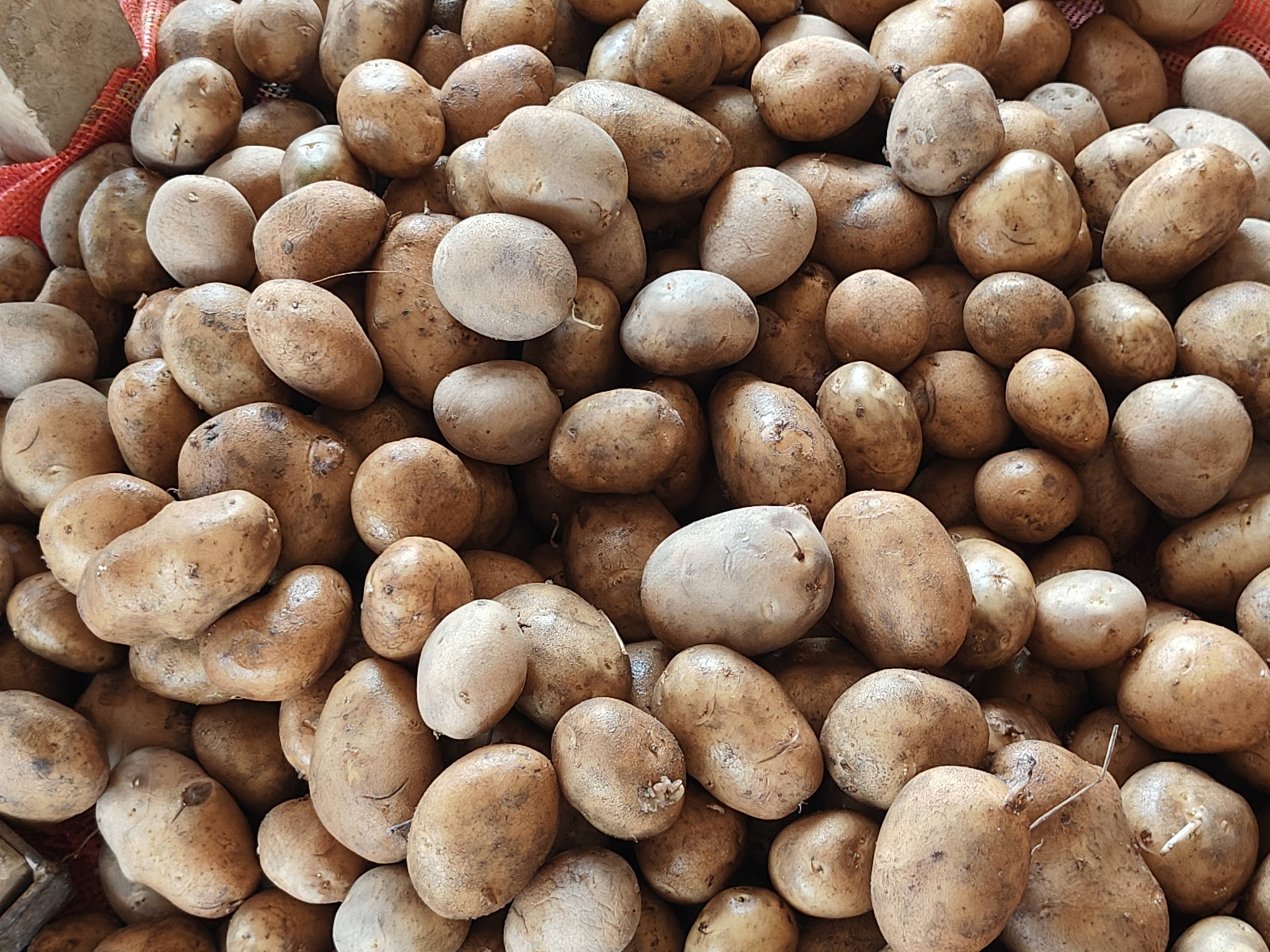 Kufri Bahar for sale in Aligarh, Uttar Pradesh