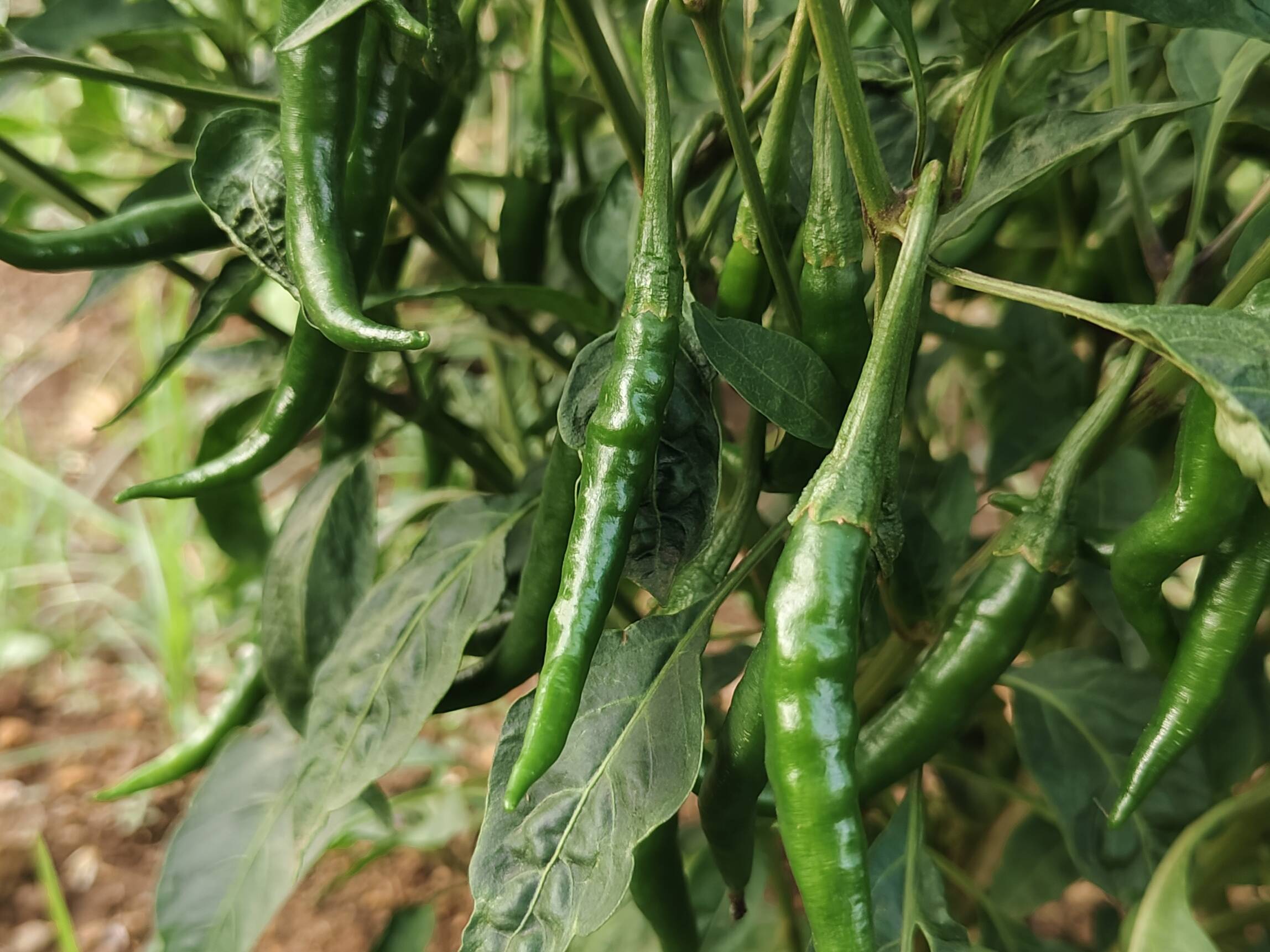 Green Chilli विक्रीसाठी, बीड, महाराष्ट्र