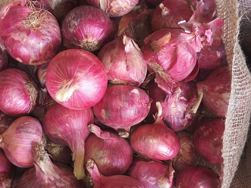 Red Onion for sale in Nashik, Maharashtra