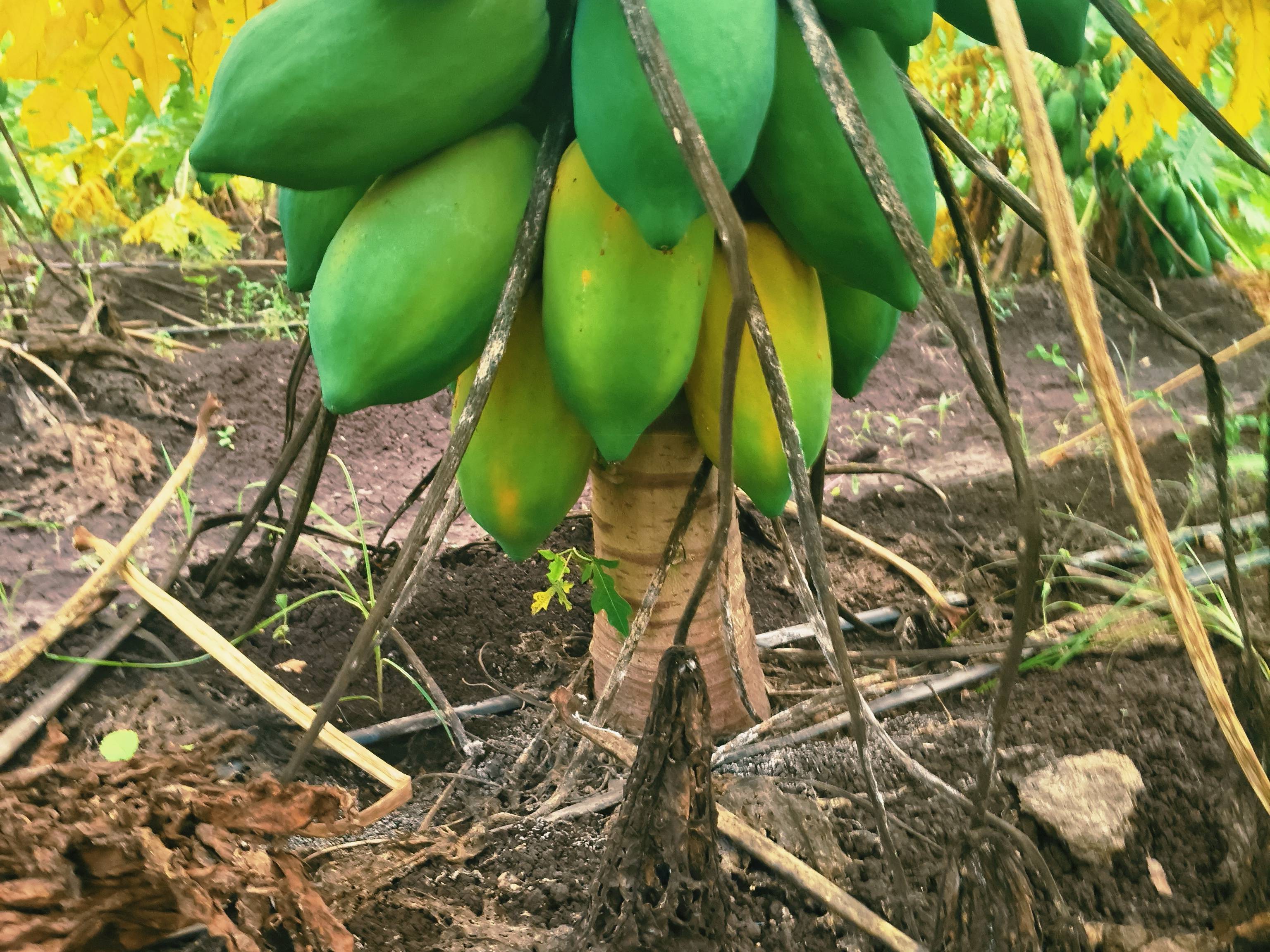 Red Lady for sale in Nashik, Maharashtra