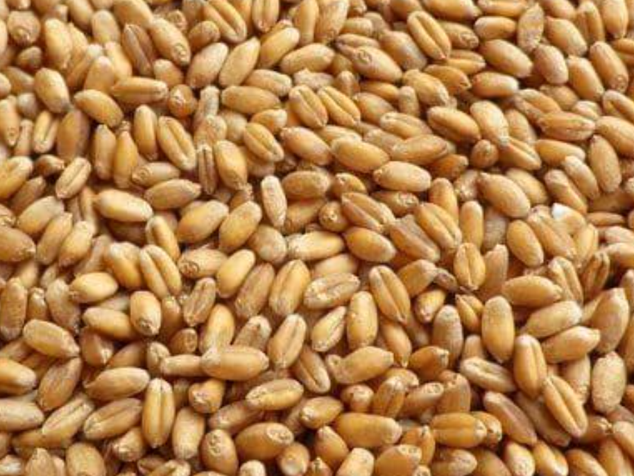 Kamut Wheat for sale in Ganganagar, Rajasthan