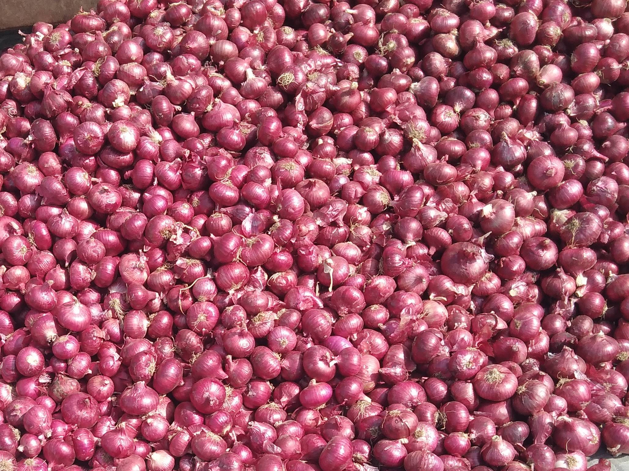 Summer Onion बिक्री के लिए, नासिक, महाराष्ट्र