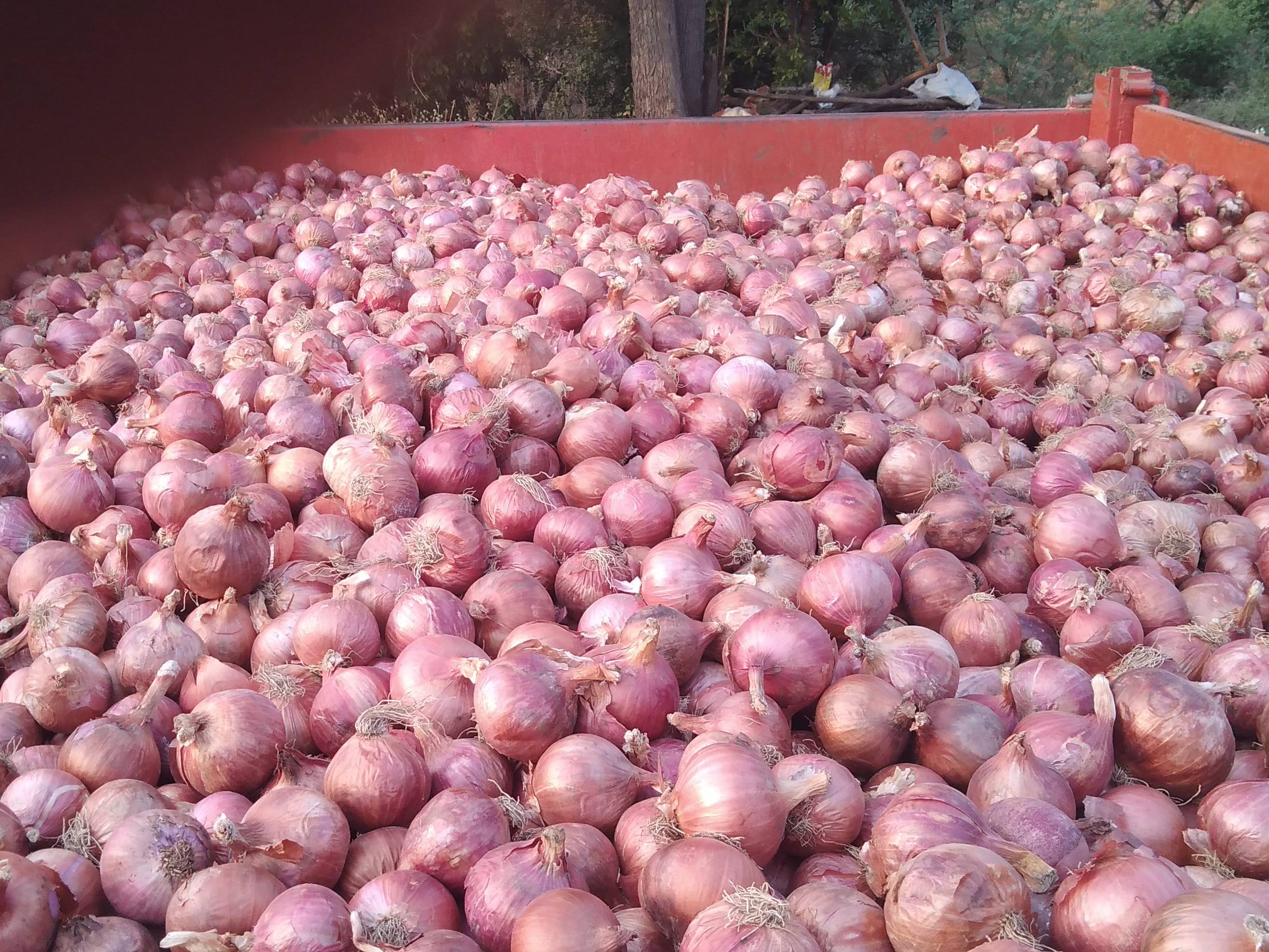 Summer Onion बिक्री के लिए, नासिक, महाराष्ट्र