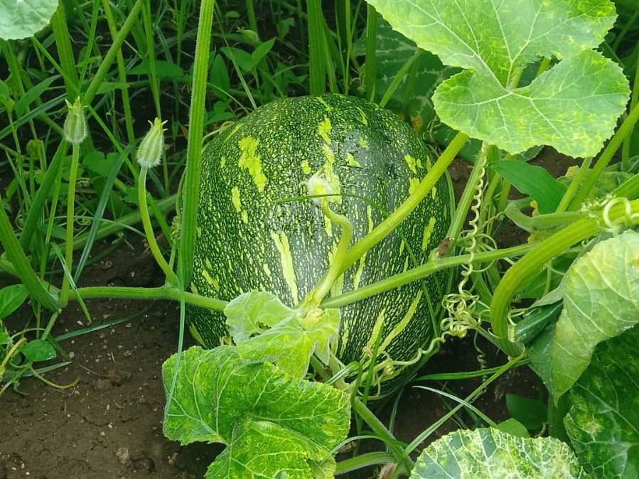 Pusa Vishwas बिक्री के लिए, सांगली, महाराष्ट्र