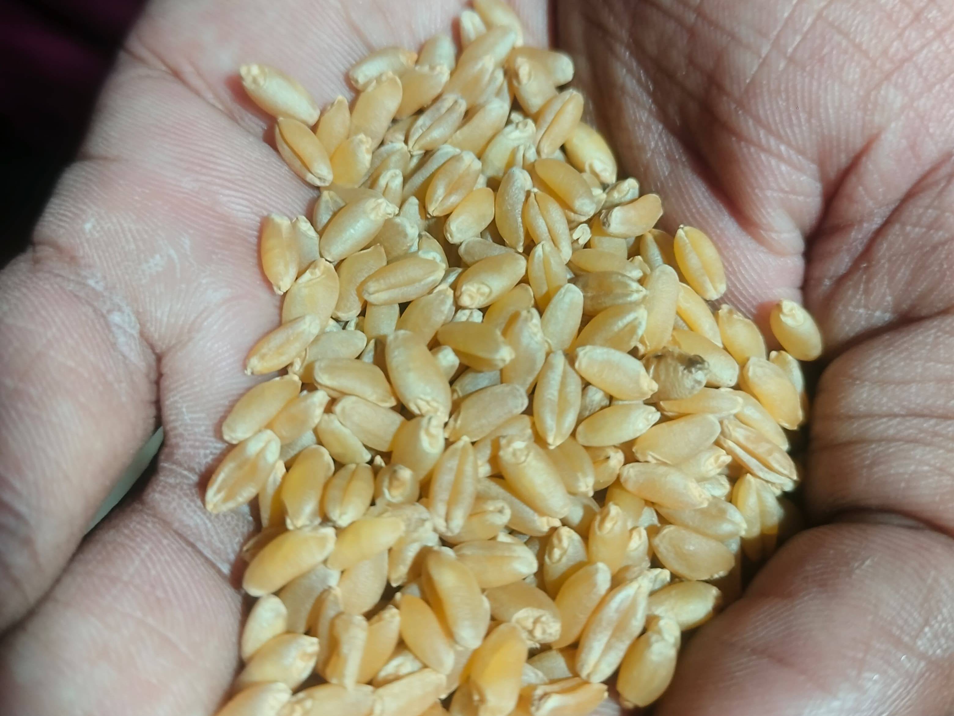 Shriram Wheat बिक्री के लिए, अहिल्यानगर, महाराष्ट्र