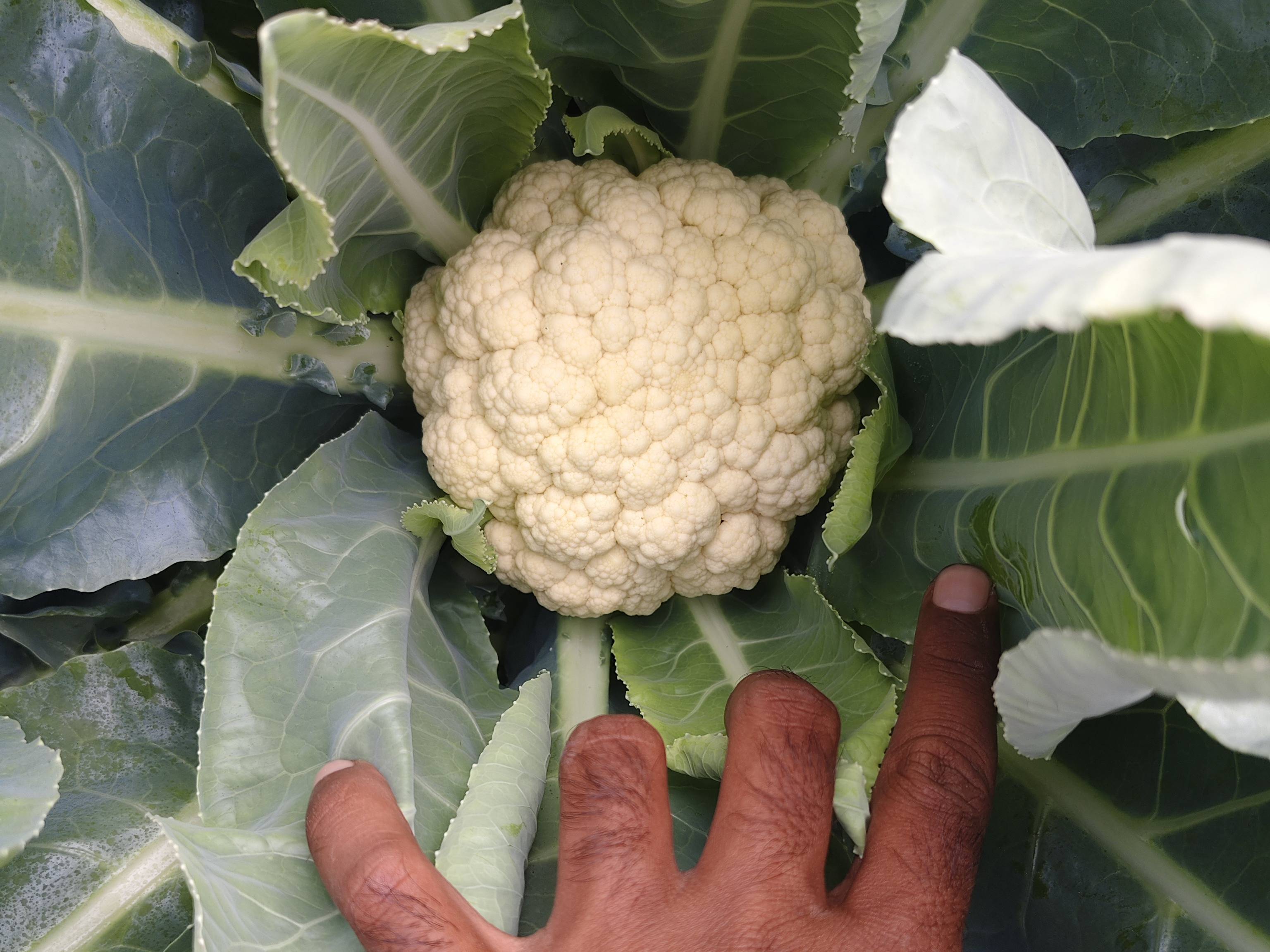 Early Cauliflower for sale in Ahilyanagar, Maharashtra