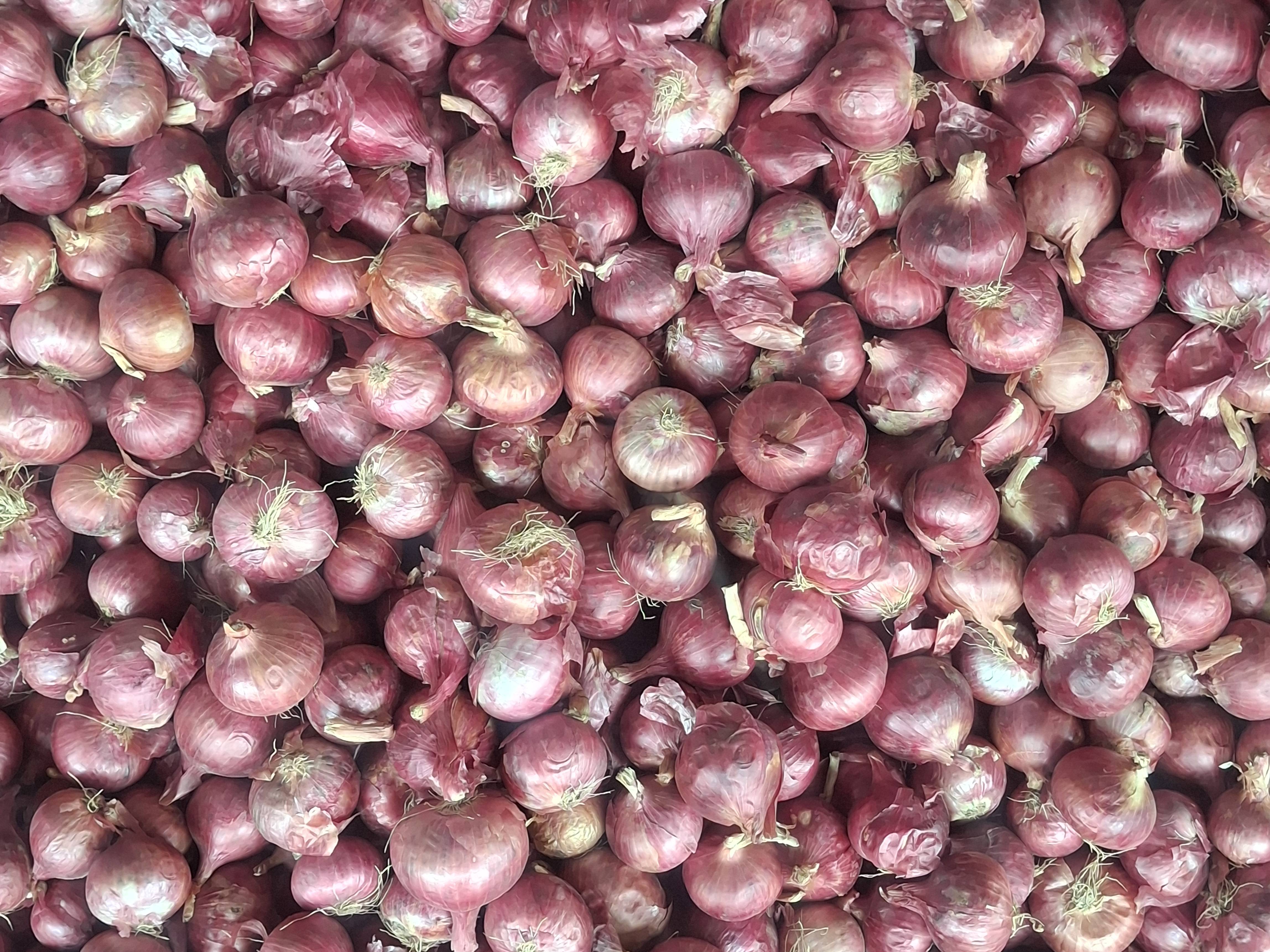 Summer Onion विक्रीसाठी, नाशिक, महाराष्ट्र