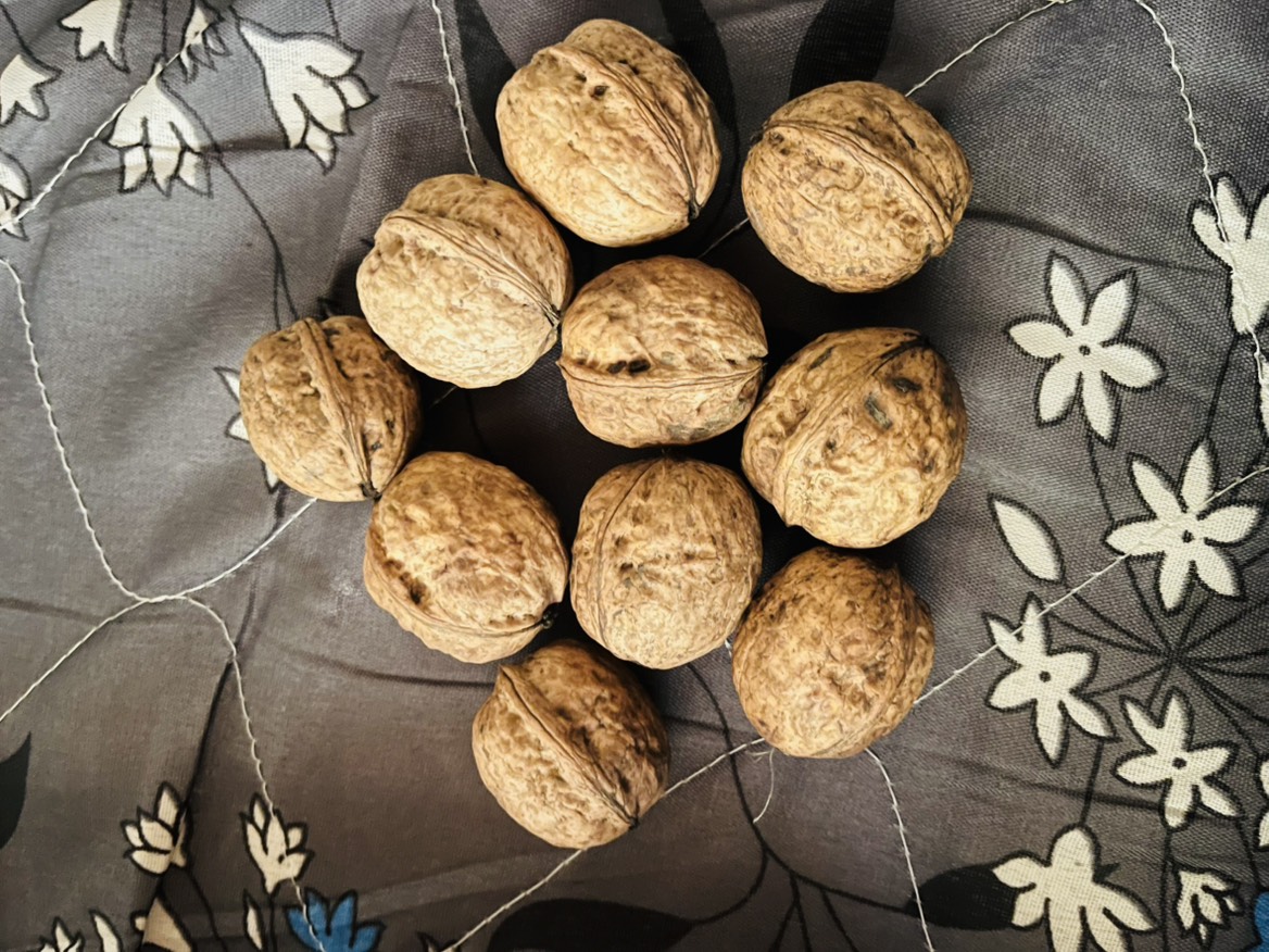 In-shell Walnut बिक्री के लिए, डोडा, जम्मू और कश्मीर