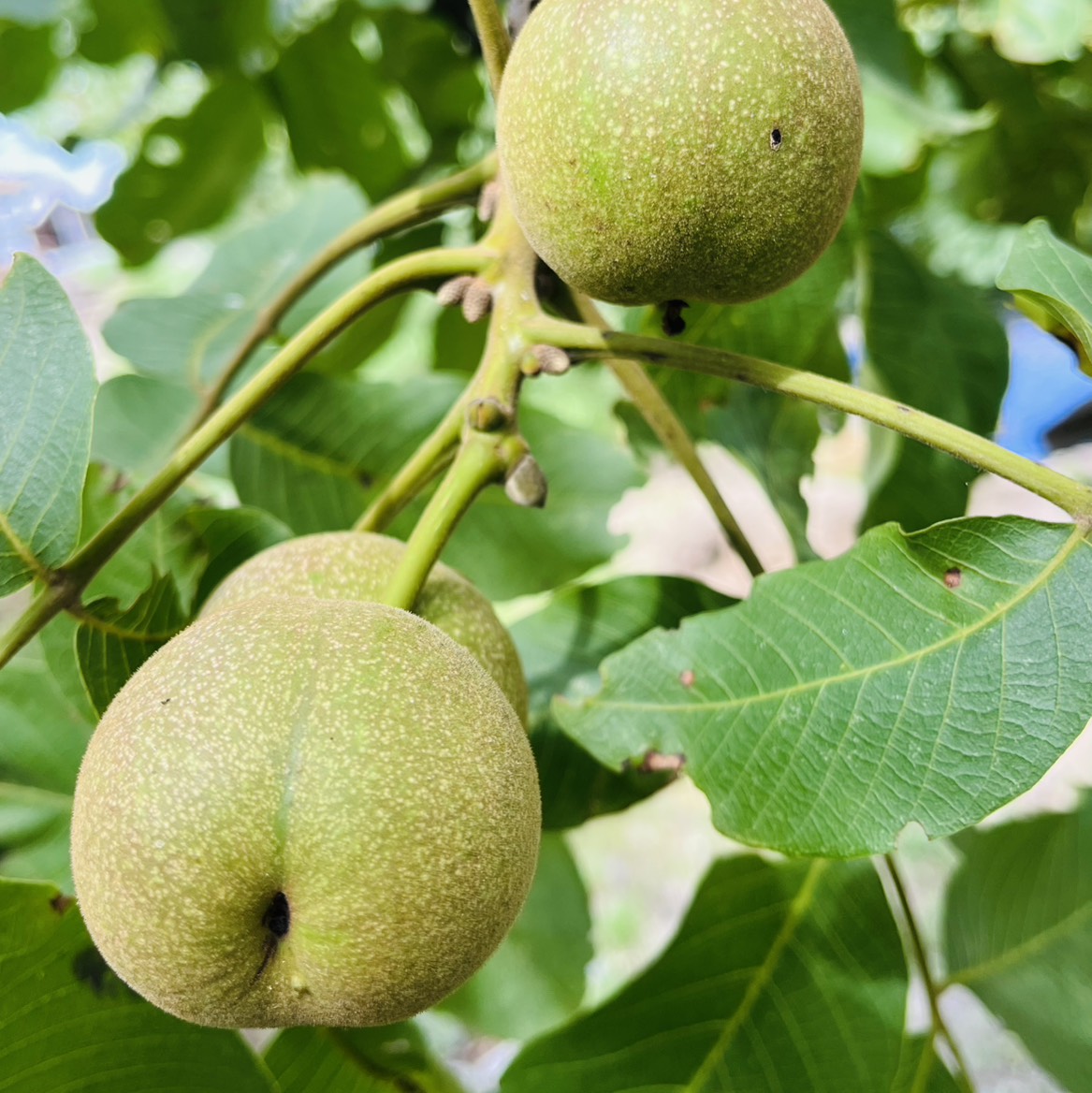 In-shell Walnut बिक्री के लिए, डोडा, जम्मू और कश्मीर