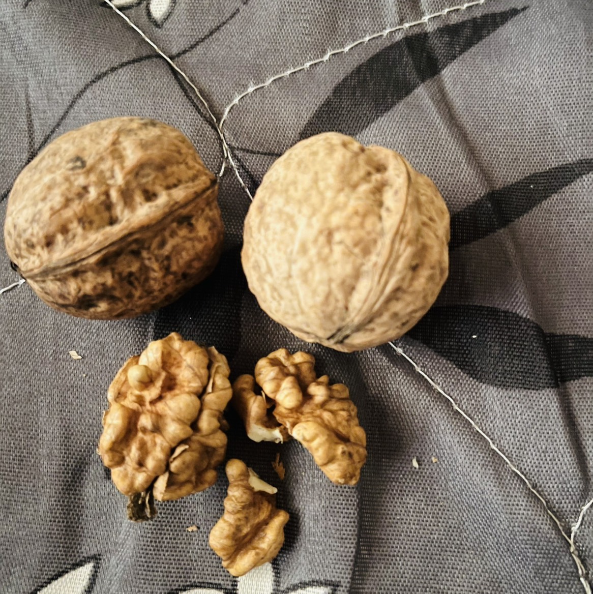 In-shell Walnut बिक्री के लिए, डोडा, जम्मू और कश्मीर