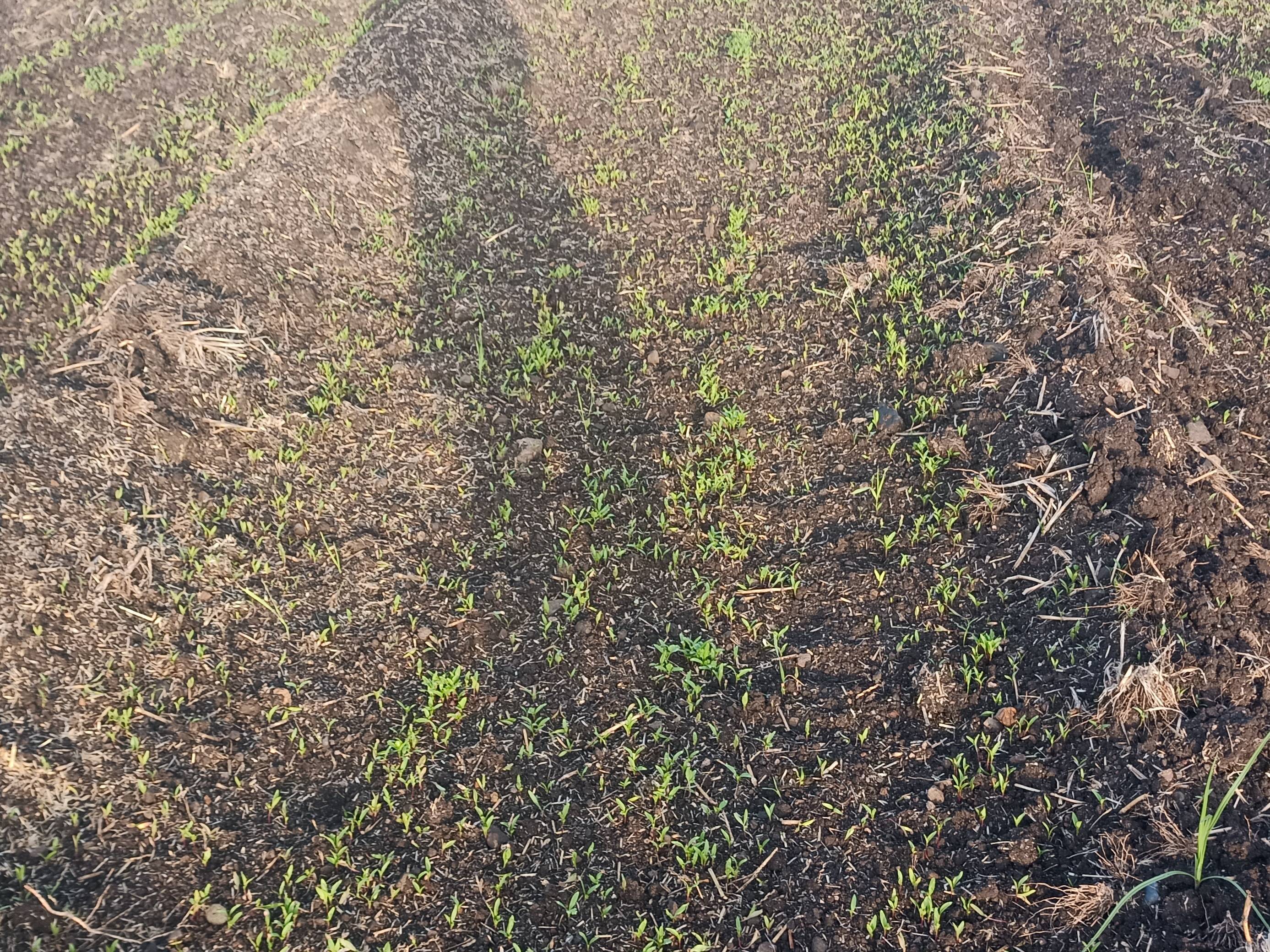 Coriander Leave बिक्री के लिए, अहिल्यानगर, महाराष्ट्र