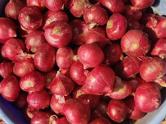 Pink Onion for sale in Nashik, Maharashtra