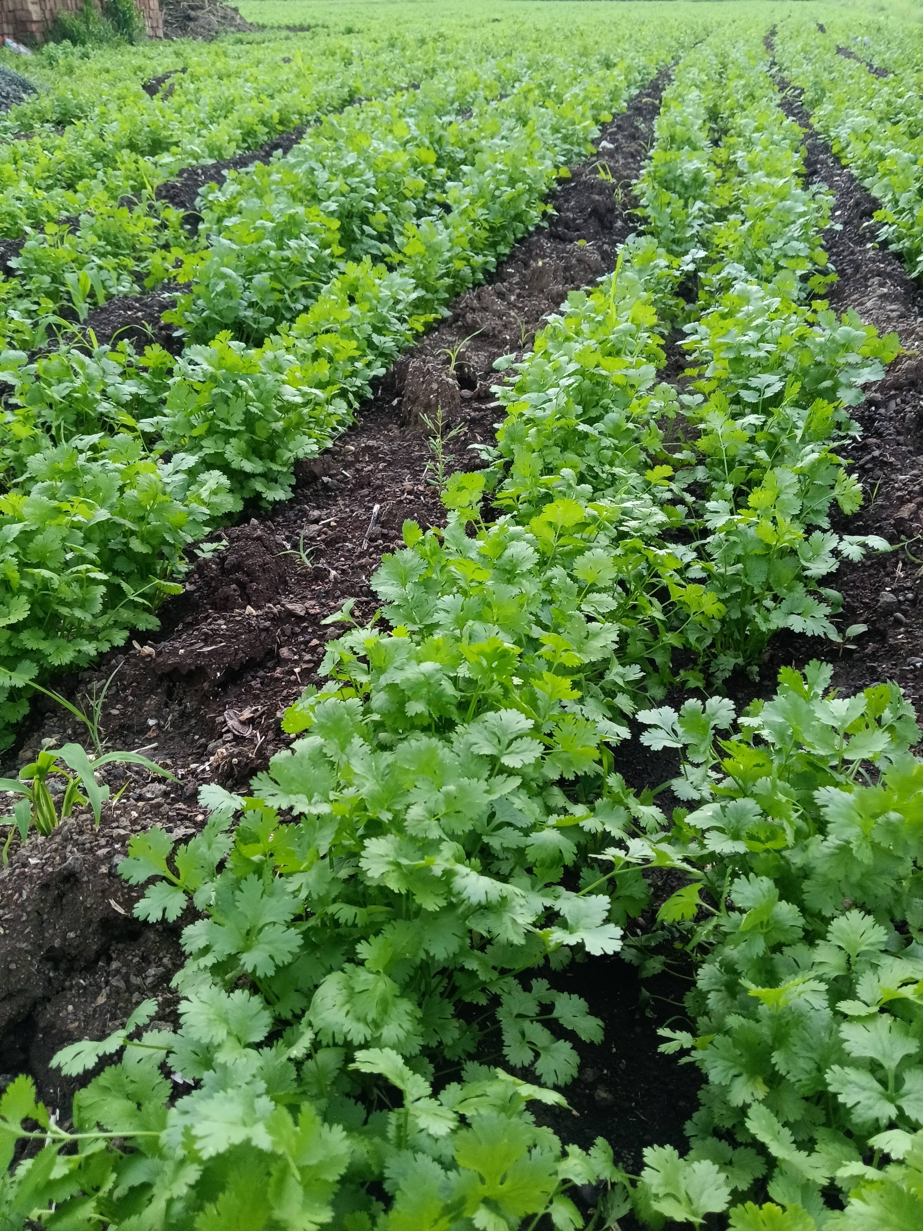 Coriander Leave for sale in Nashik, Maharashtra