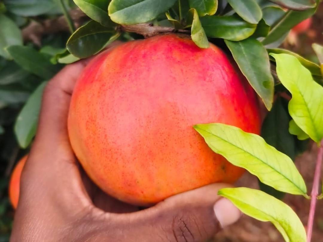 Bhagwa for sale in Pune, Maharashtra