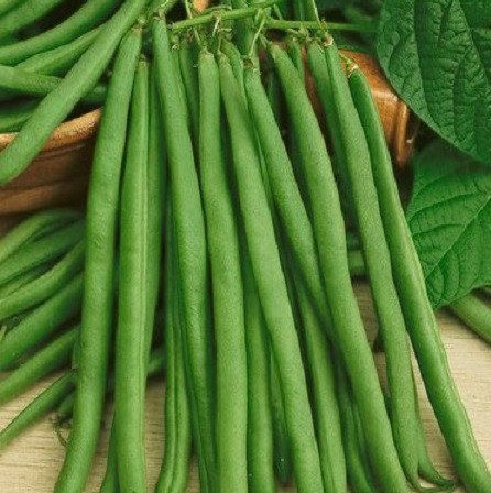 French Beans बिक्री के लिए, उत्तर पश्चिमी दिल्ली, दिल्ली