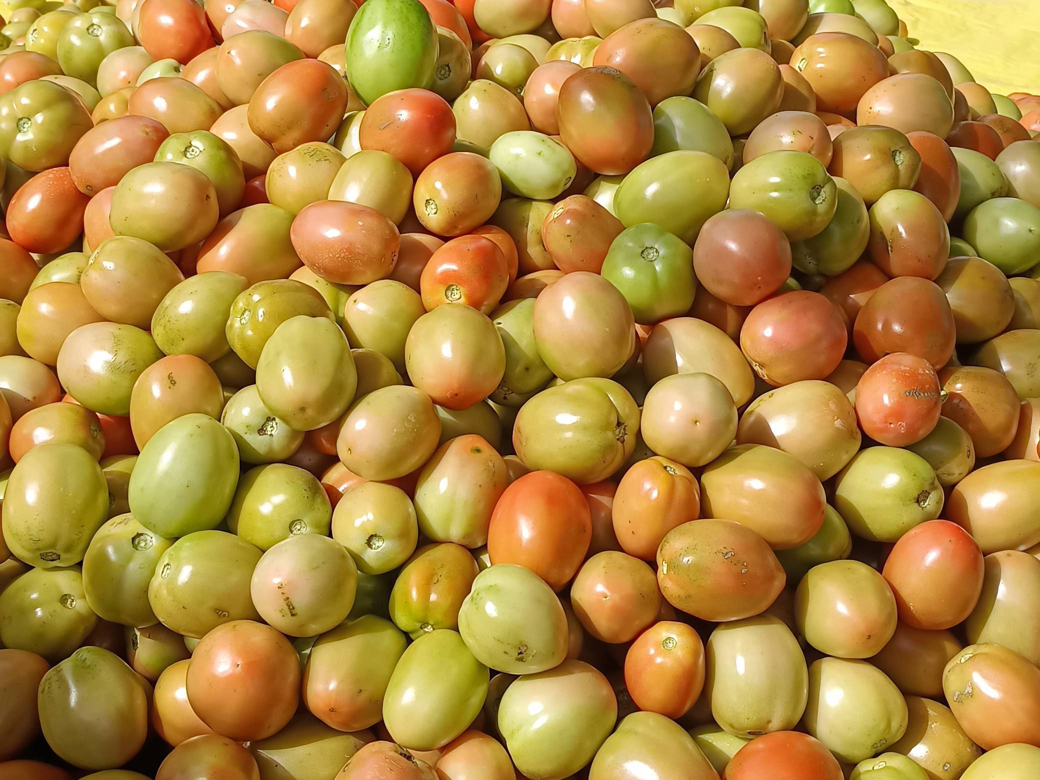 Atharva Tomato for sale in Satara, Maharashtra