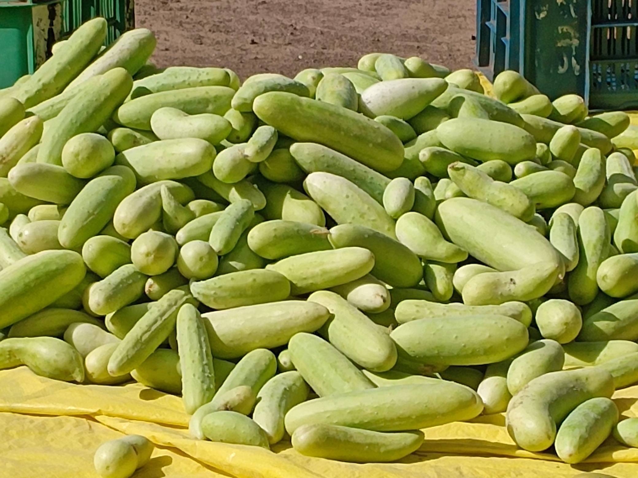 Green Cucumber विक्रीसाठी, सातारा, महाराष्ट्र