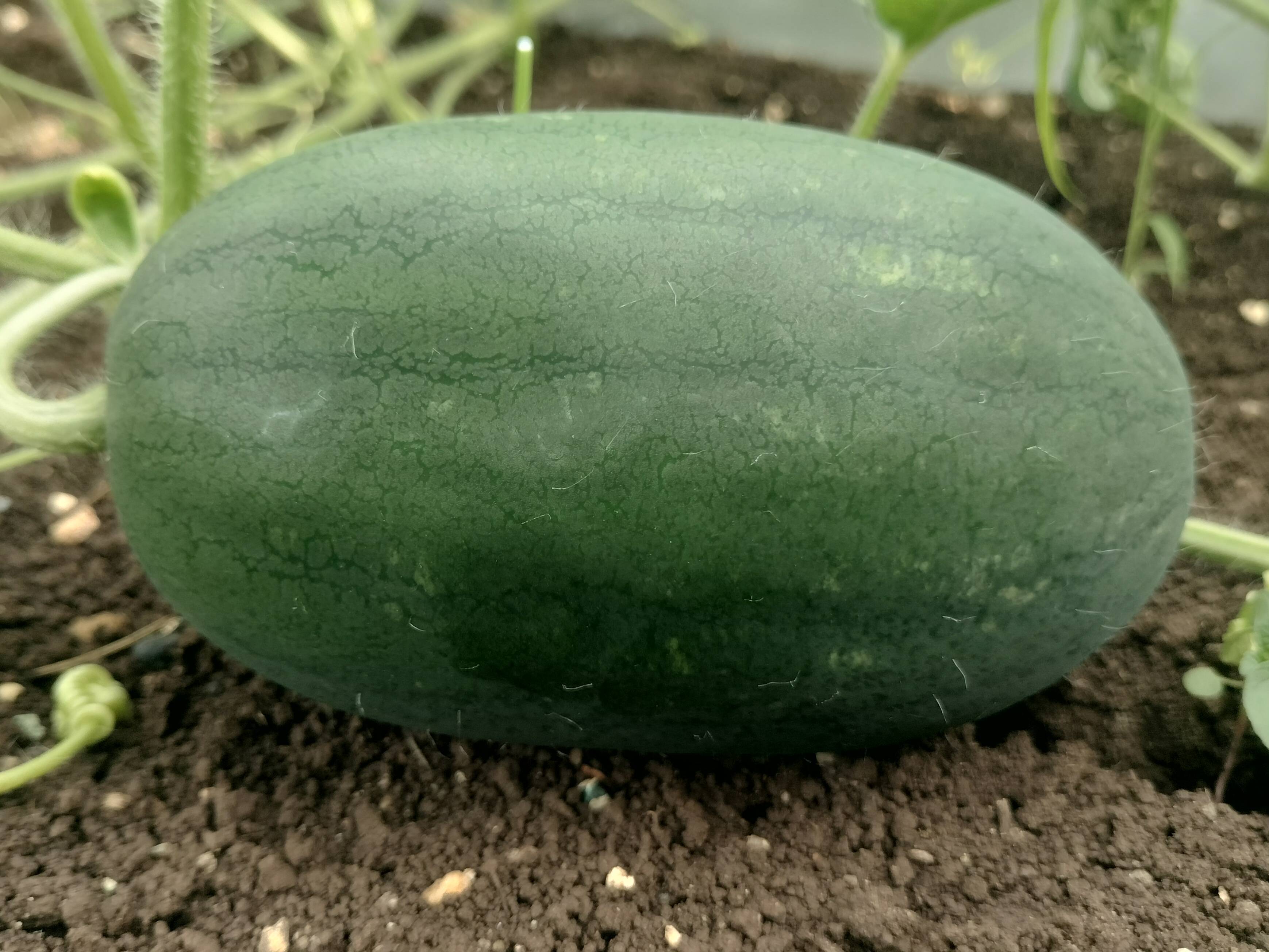 Kiran Watermelon बिक्री के लिए, परभणी, महाराष्ट्र