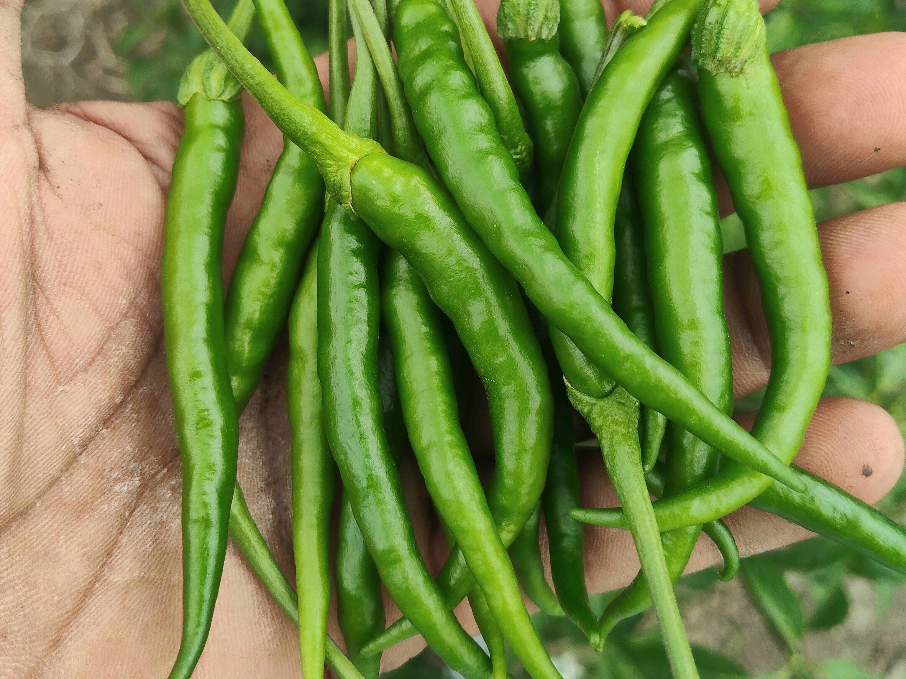 G4 Chilli for sale in Jalna, Maharashtra