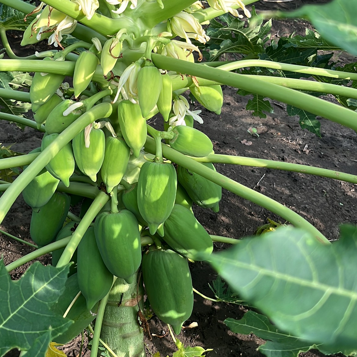Taiwan Papaya विक्रीसाठी, भीलवाडा, राजस्थान