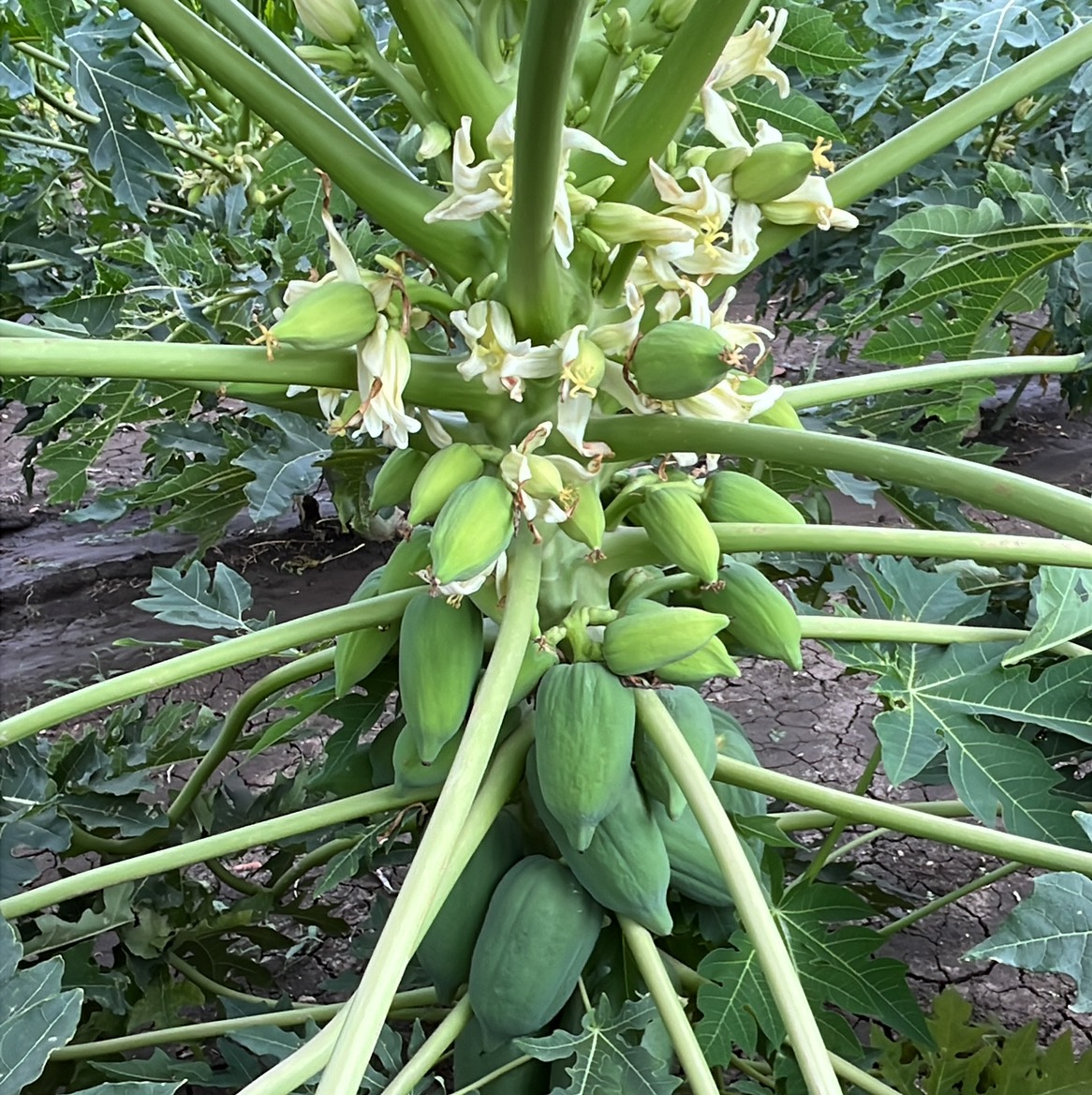 Taiwan Papaya विक्रीसाठी, भीलवाडा, राजस्थान